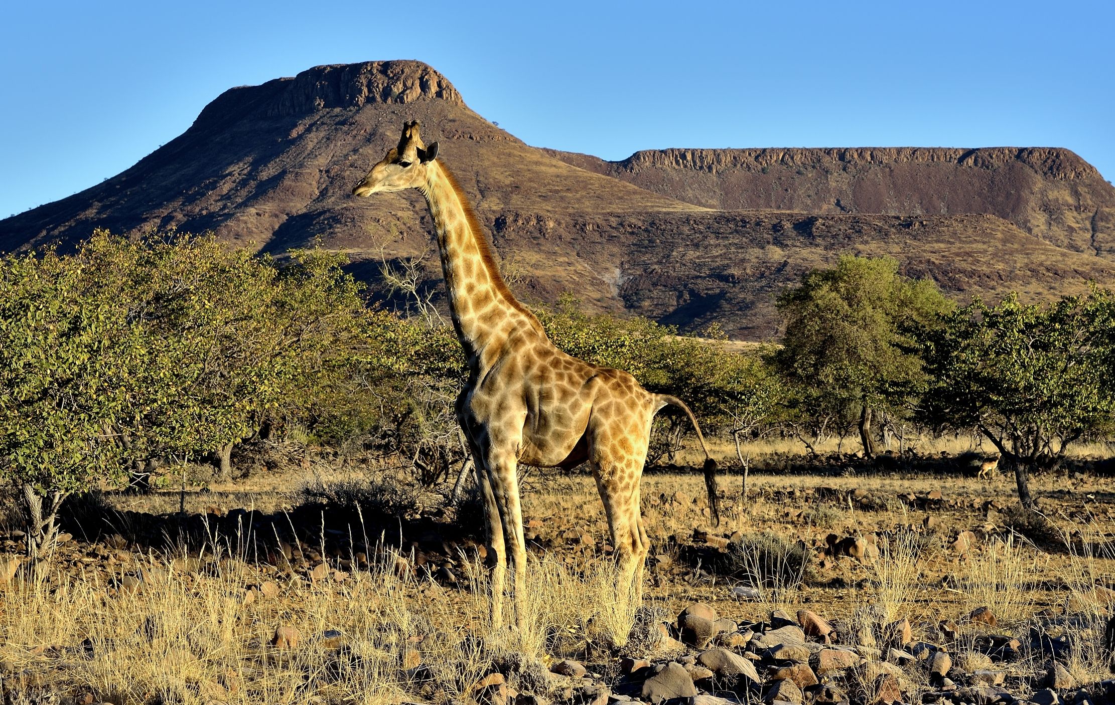 Damaraland - Giraffa