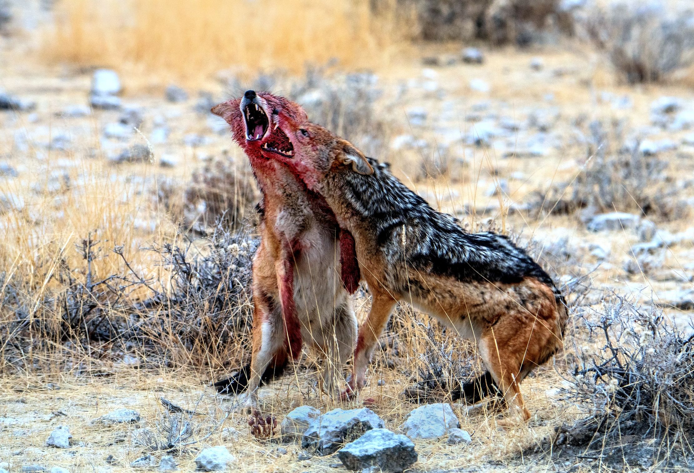 Etosha - Contesa tra sciacalli