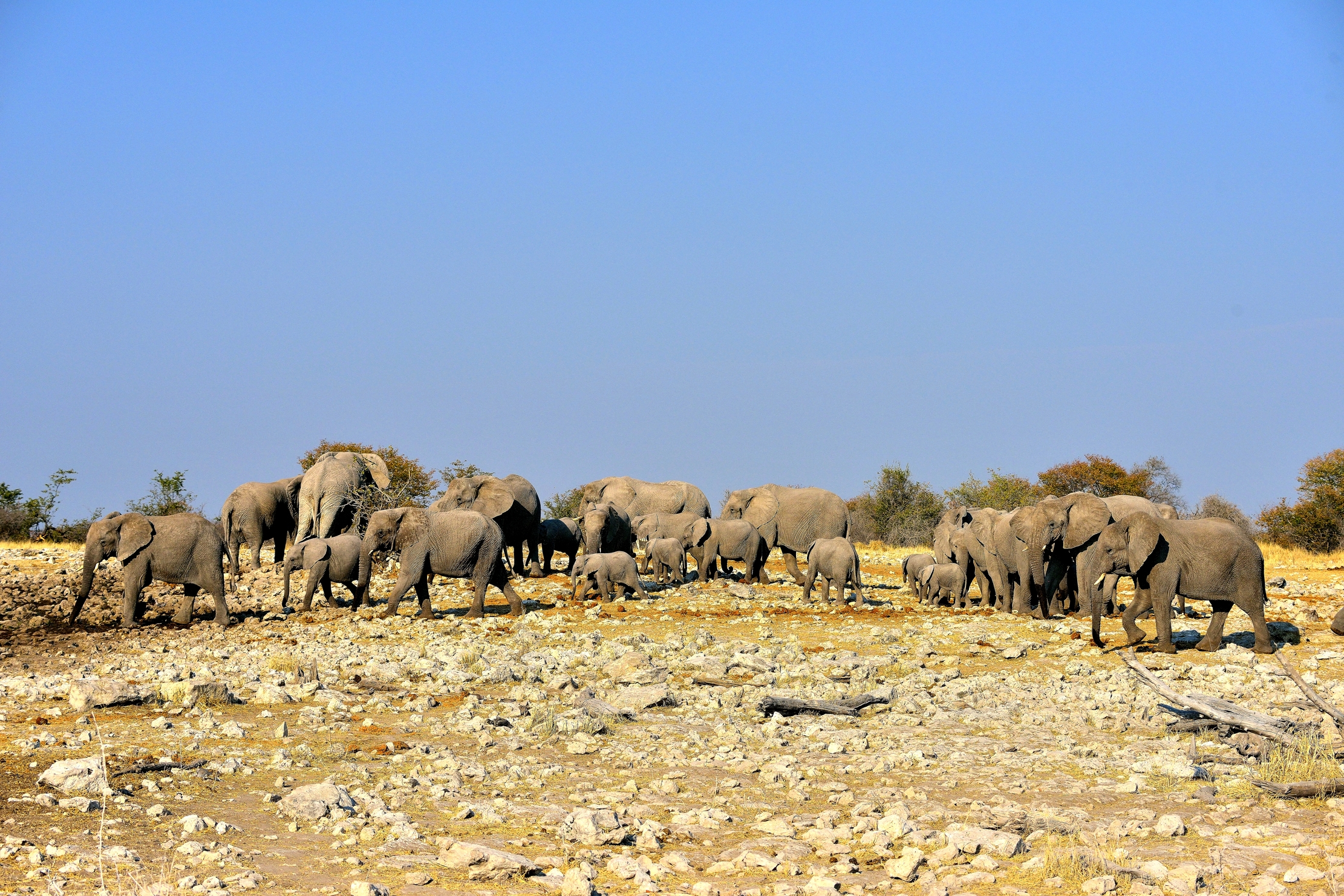 Etosha - Elefanti