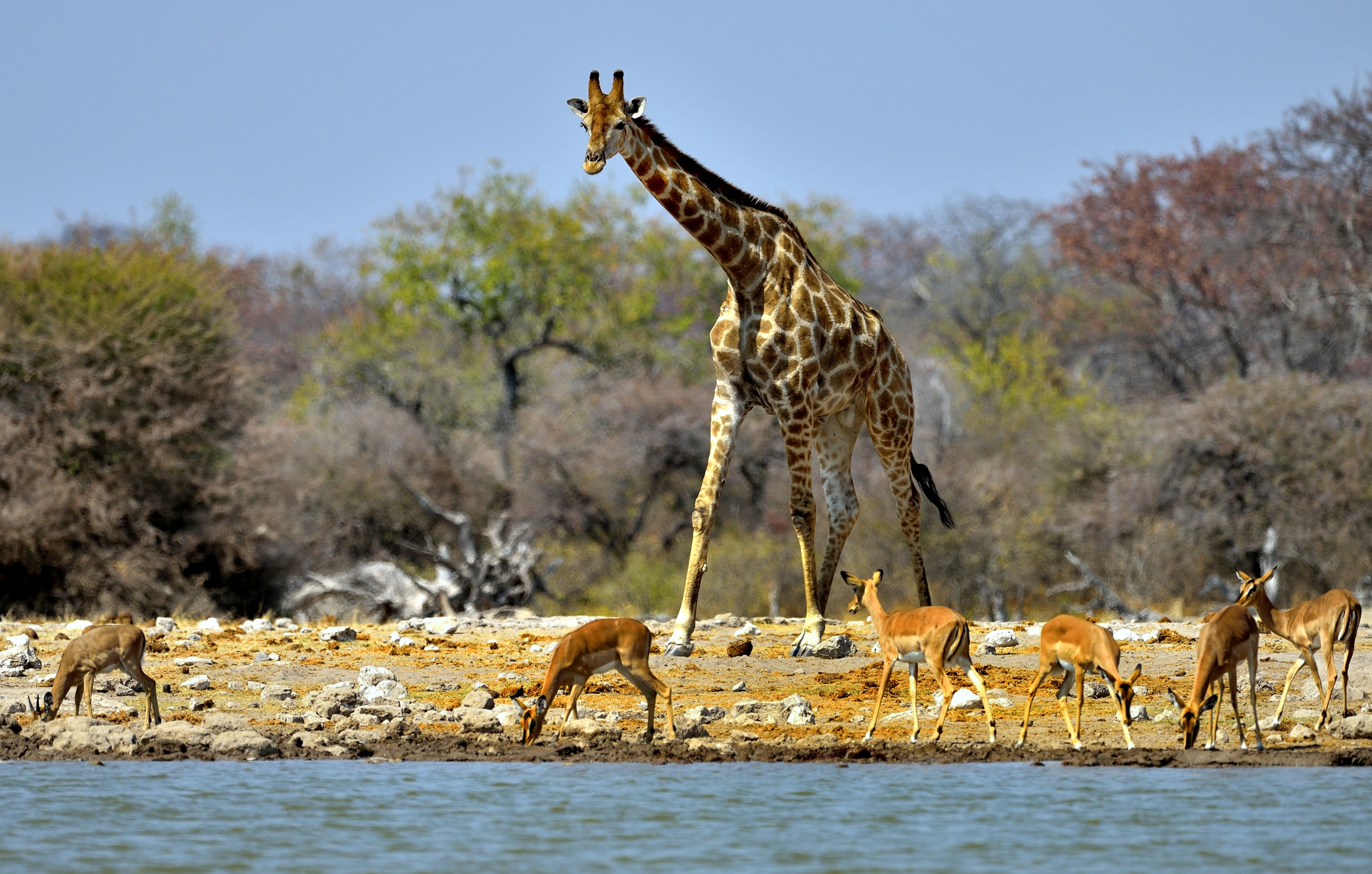 Etosha - Giraffa