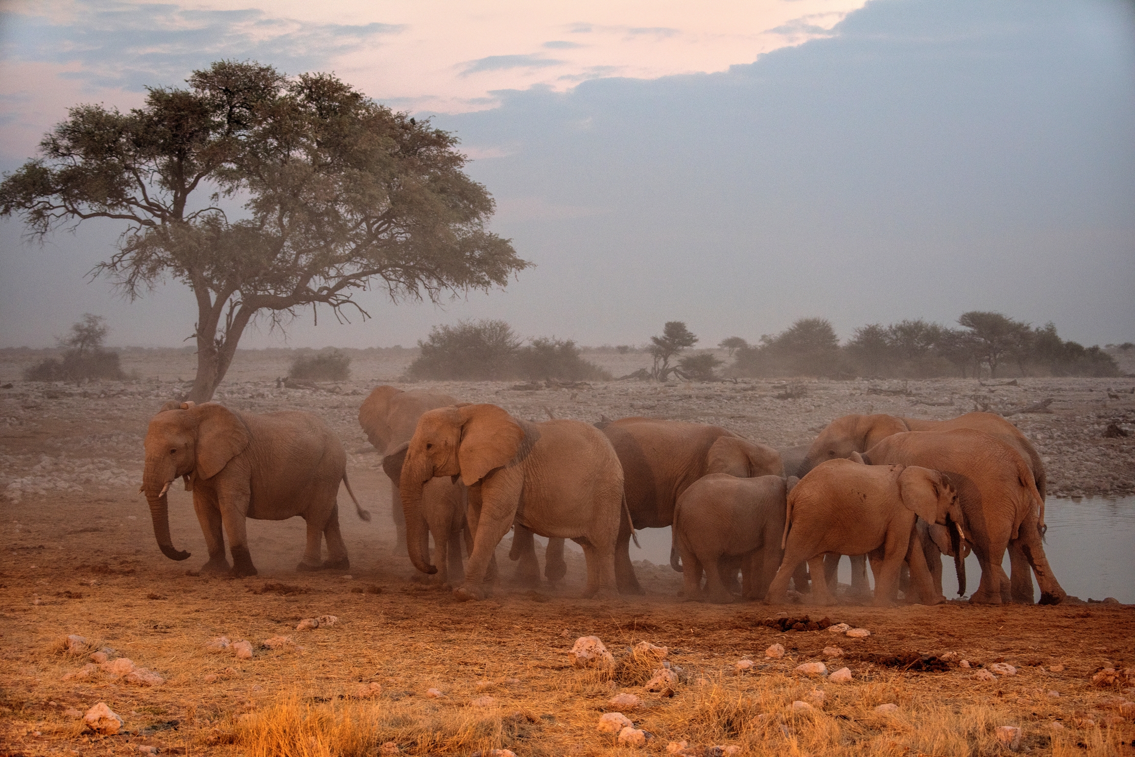 Etosha - Elefanti alla pozza di sera