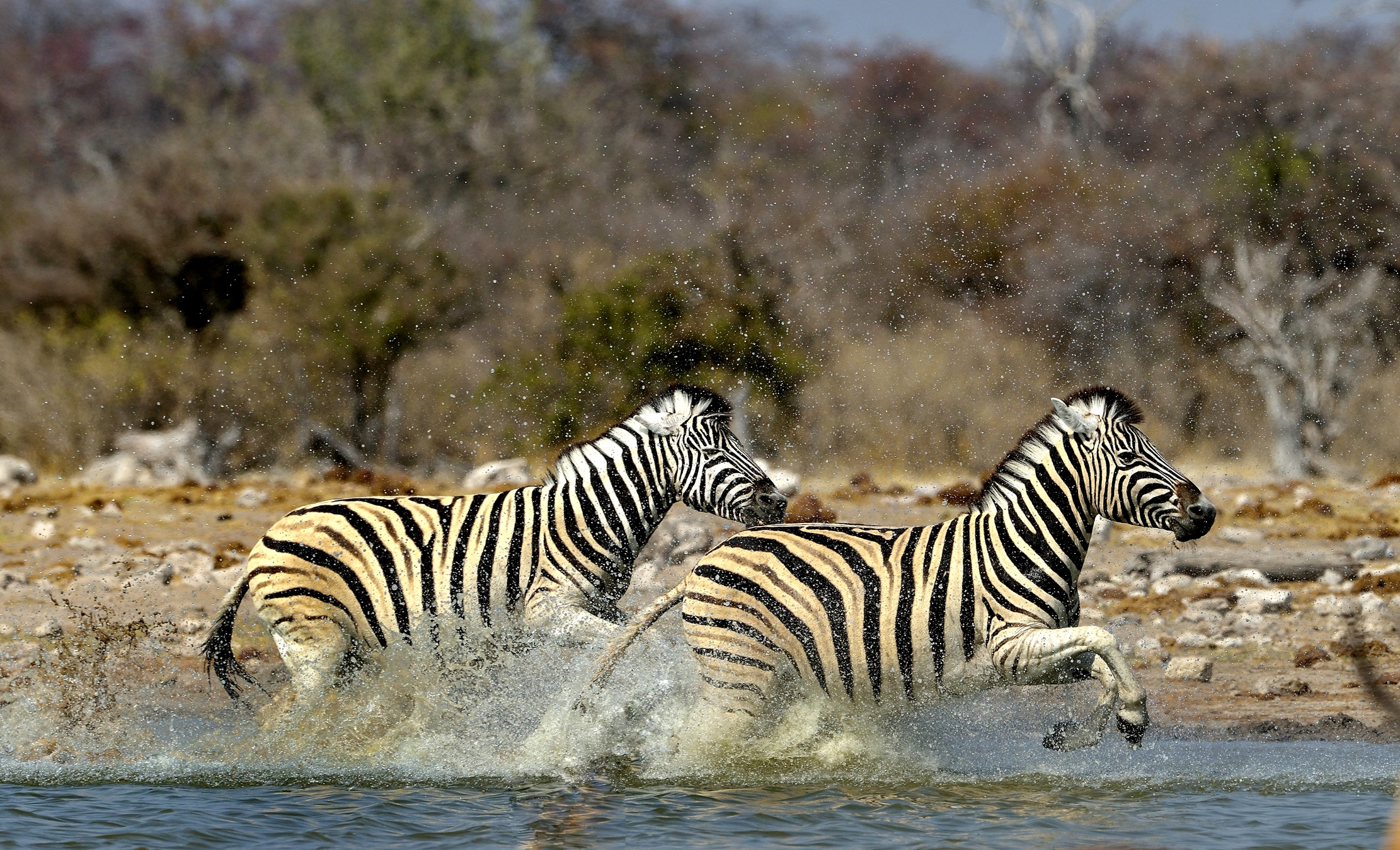 Etosha - Zebre