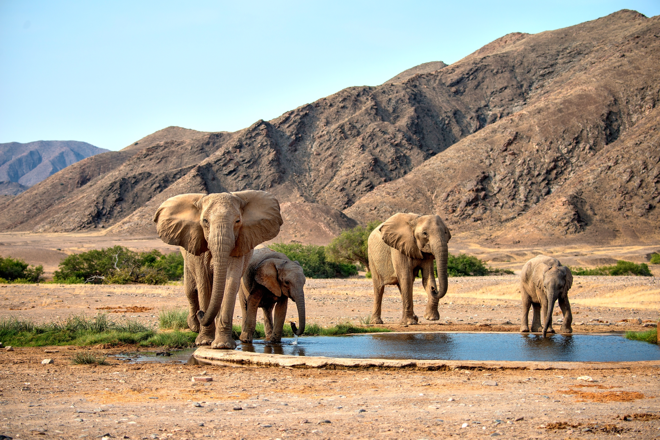 Kaokoland - Elefanti alla pozza