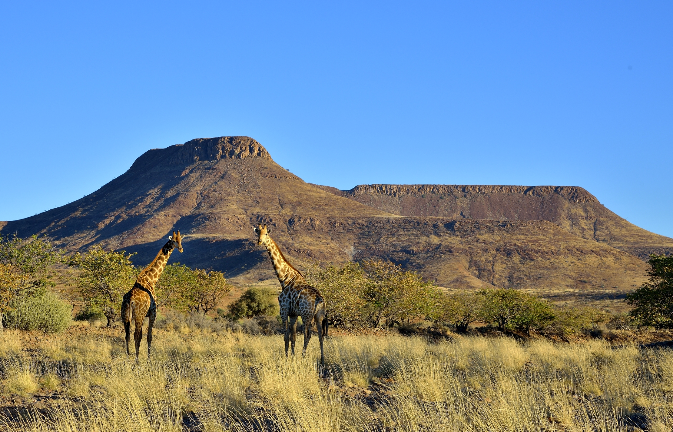 Damaraland - Giraffe