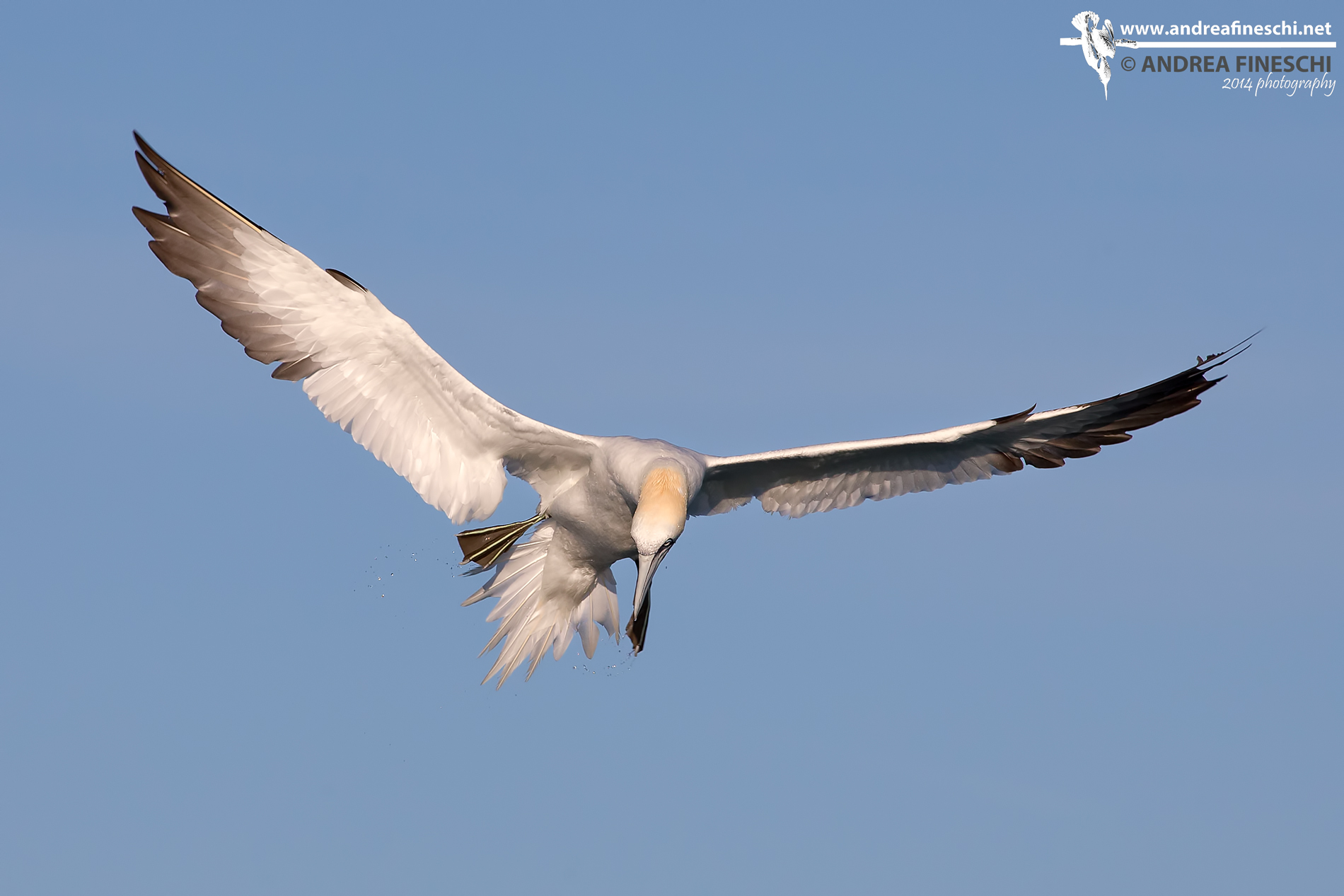 Sula bassana punta la preda e si prepara al tuffo