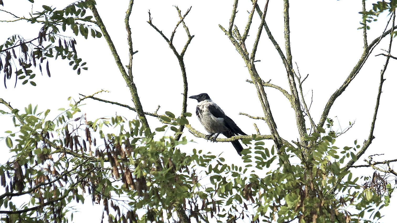 La piccola vedetta...