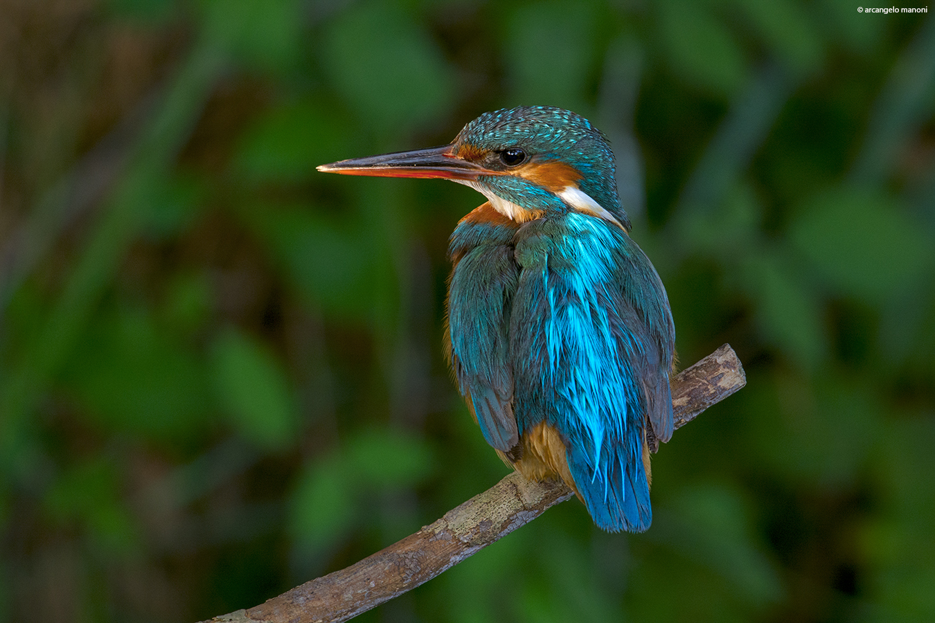 Among green inlays dazzled me yet