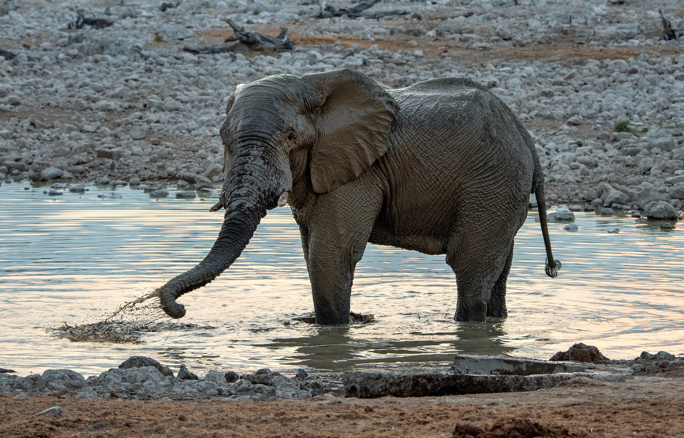 Etosha- Elefante