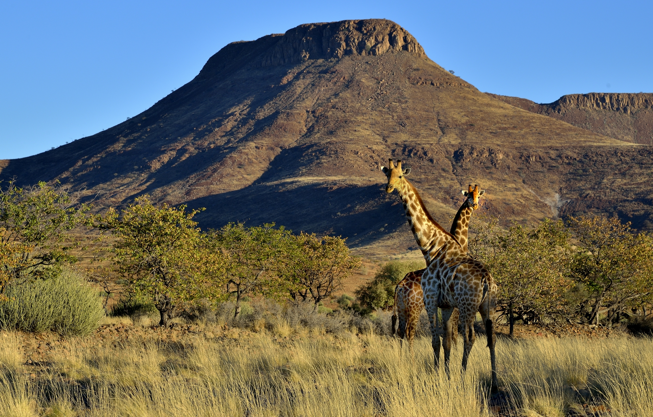 Damaraland - Giraffe