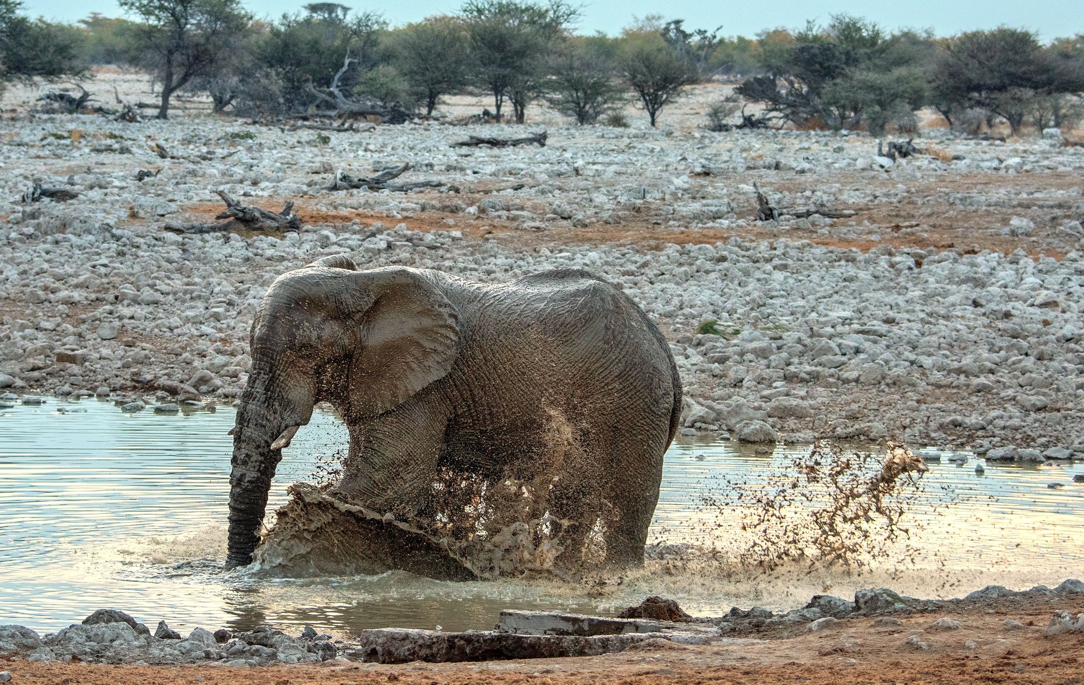Etosha - Elefante