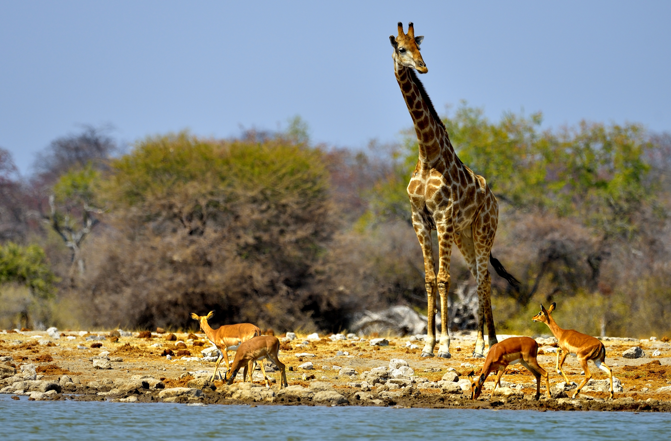 Etosha - Giraffa