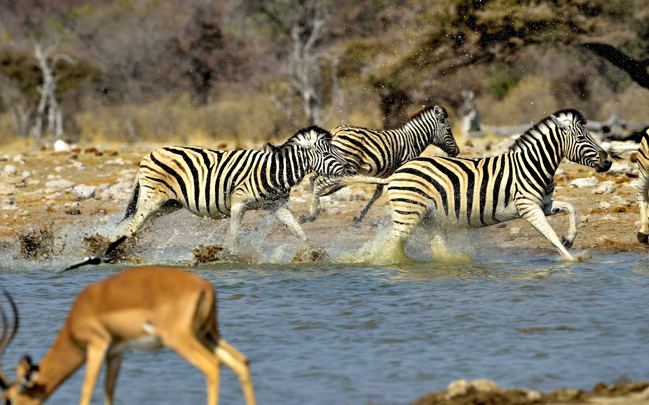 Etosha - Zebre