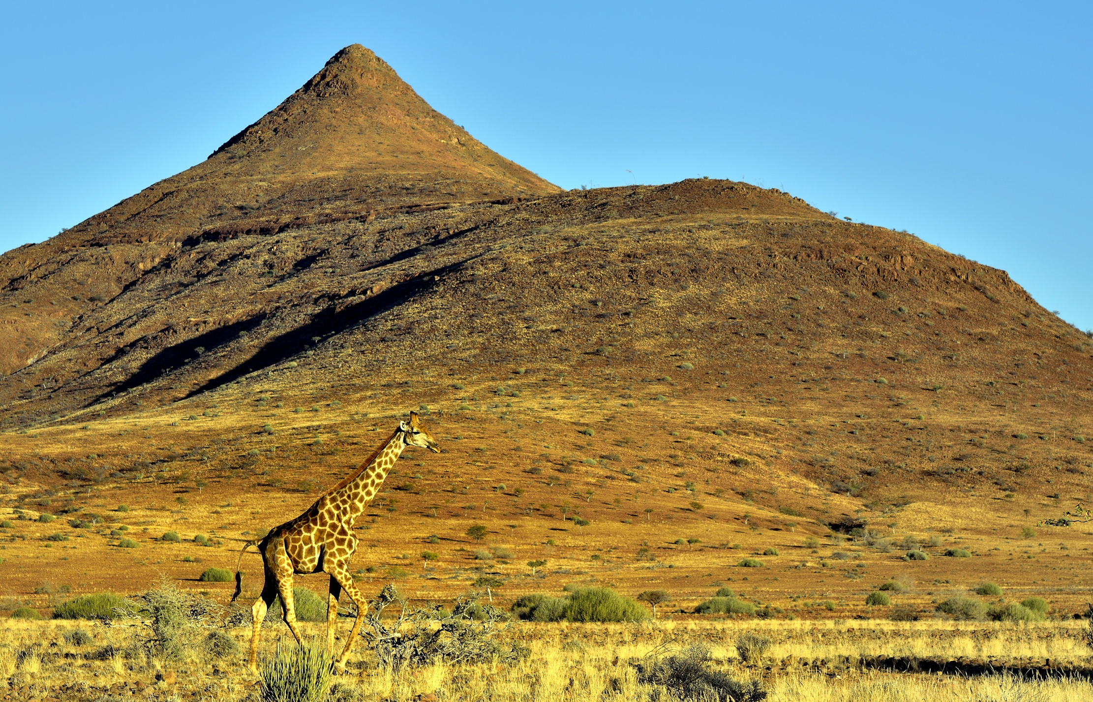 Damaraland - Giraffa