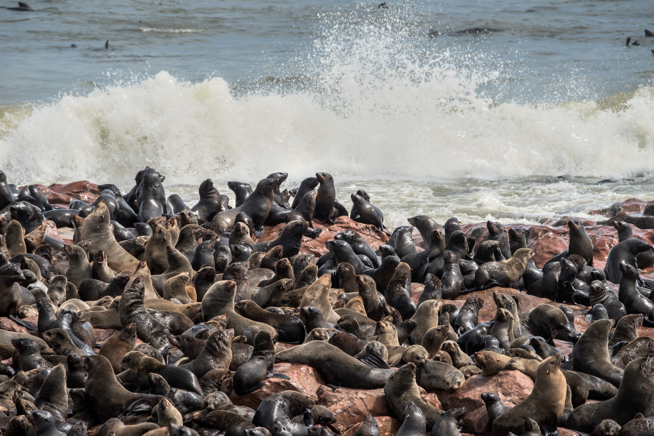 Skeleton Coast - Colonia di Otarie