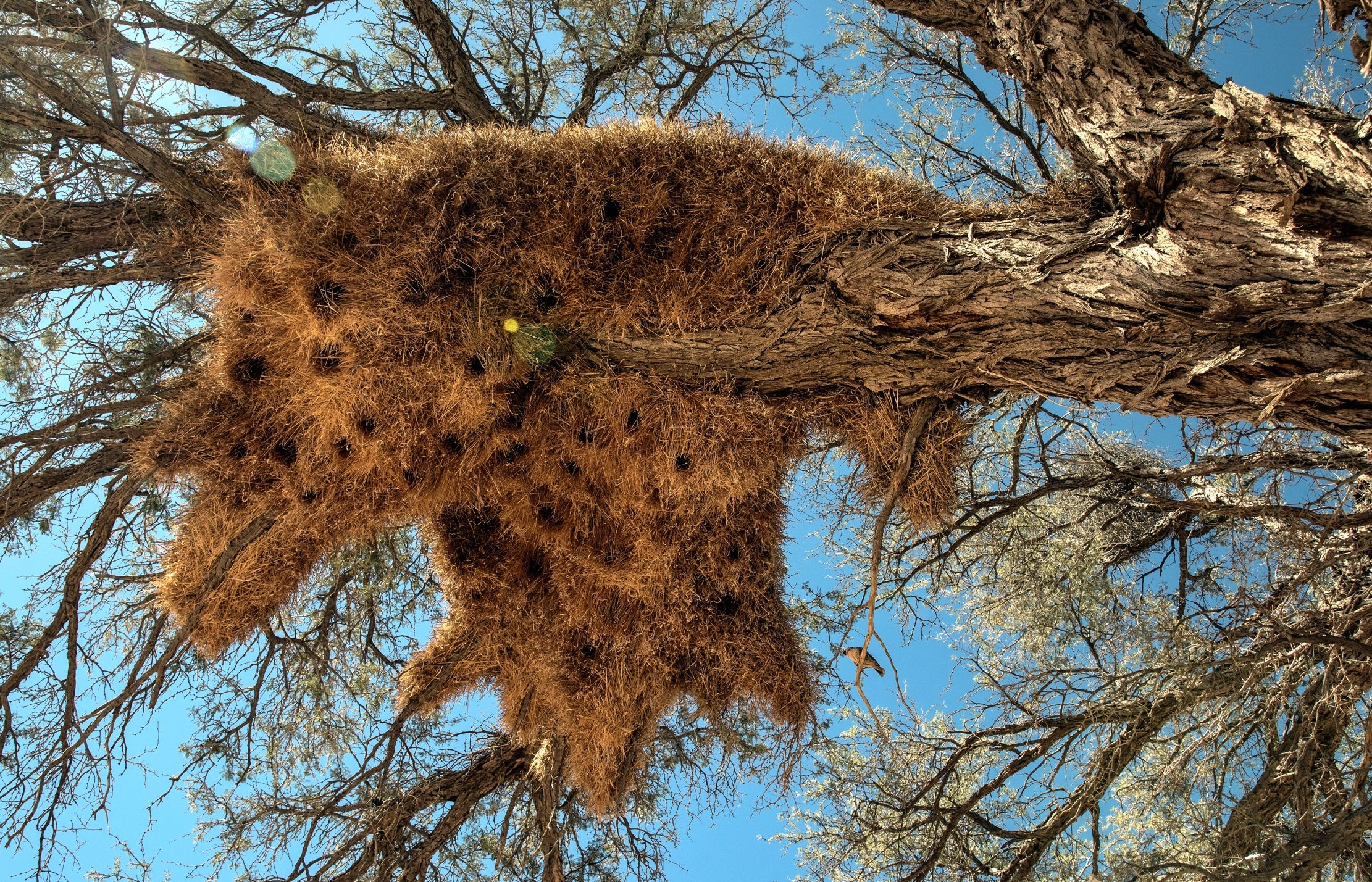 Deserto del Namib - Grande Nido di Tessitore sociale