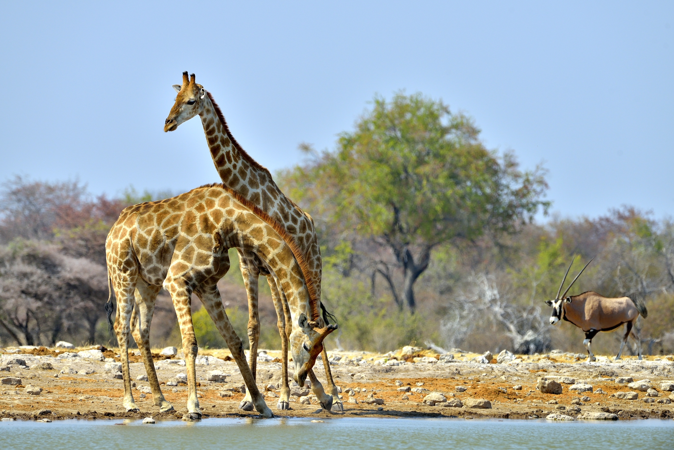 Etosha - Giraffe
