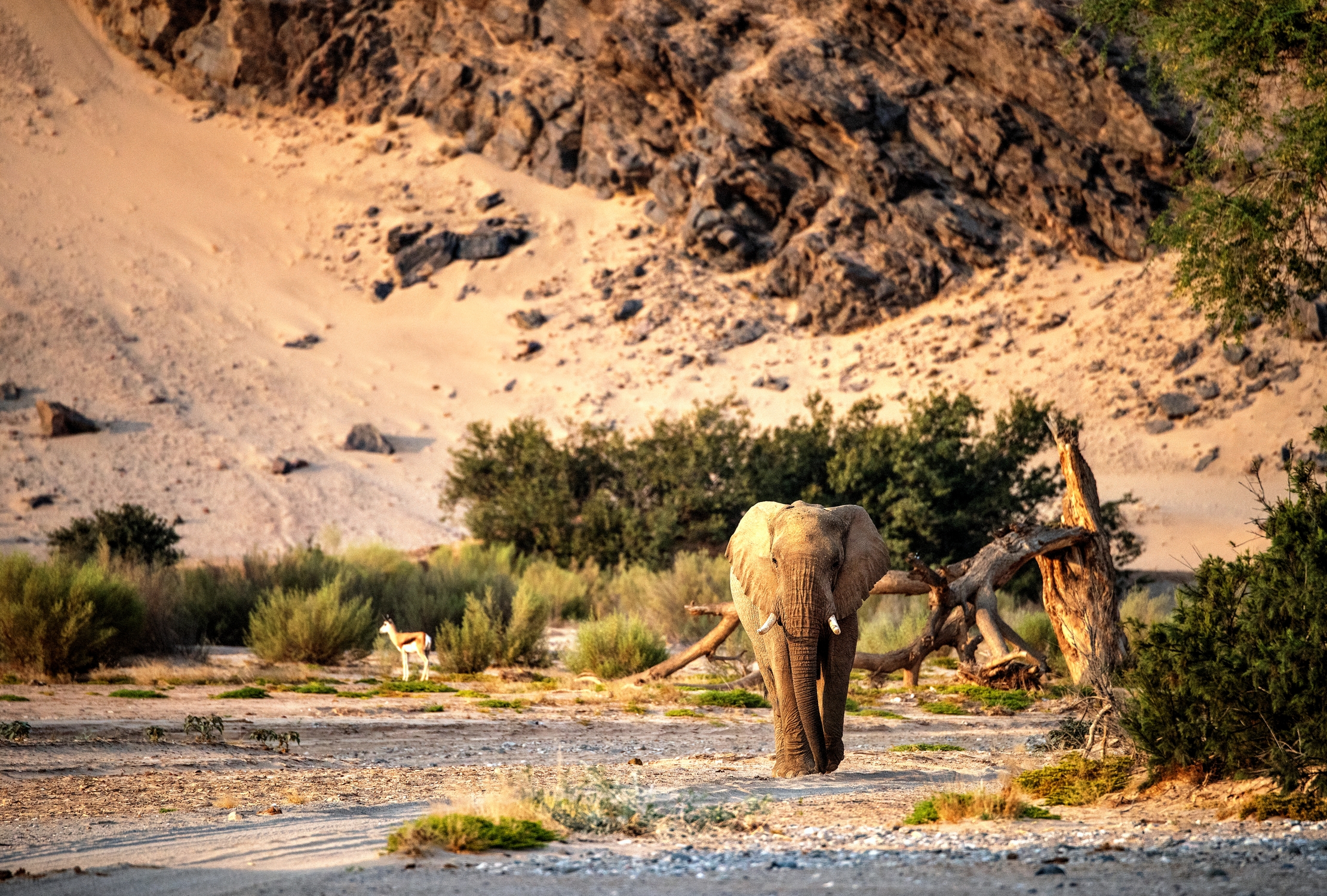 Kaokoland - Elefante