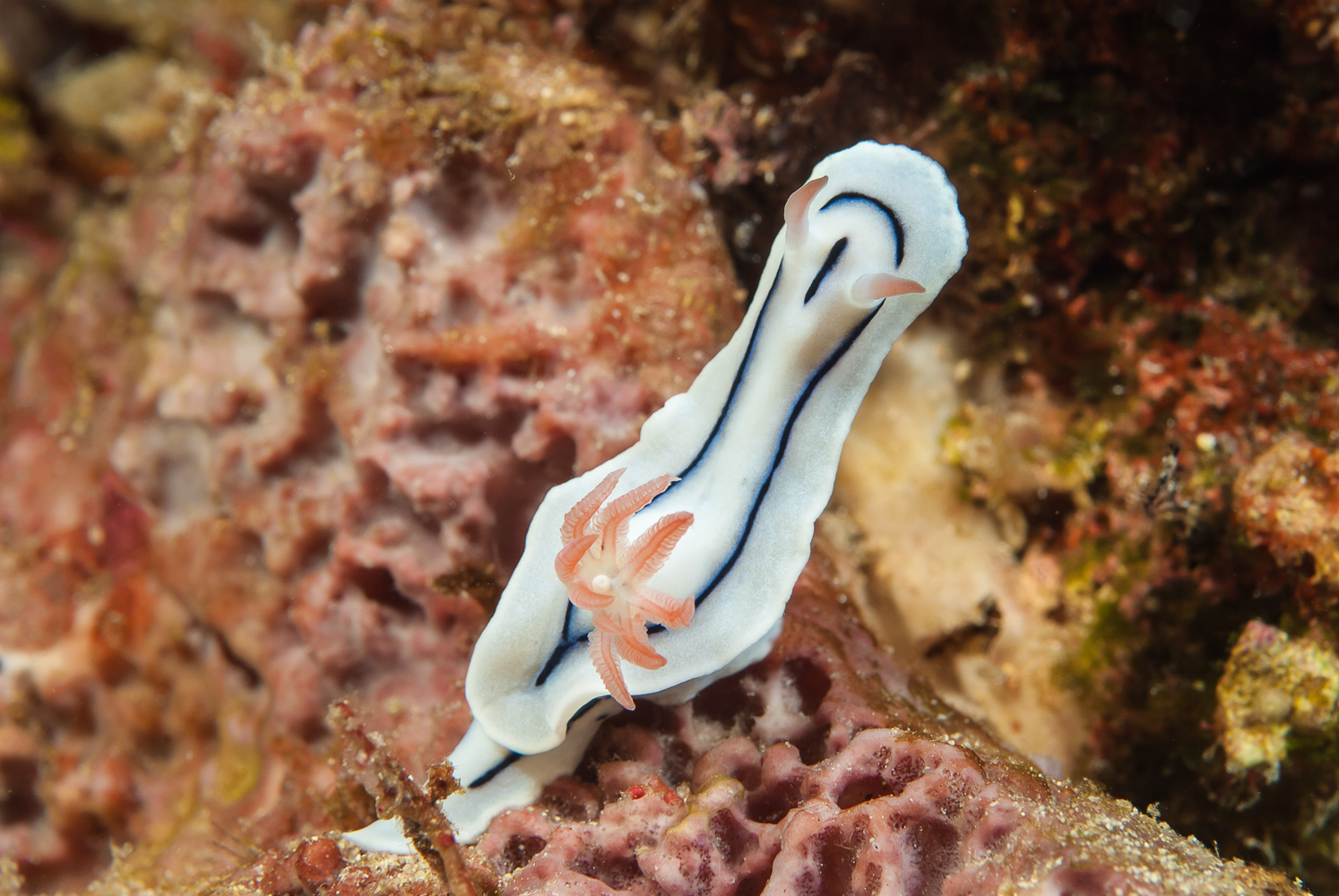 chromodoris lochi
