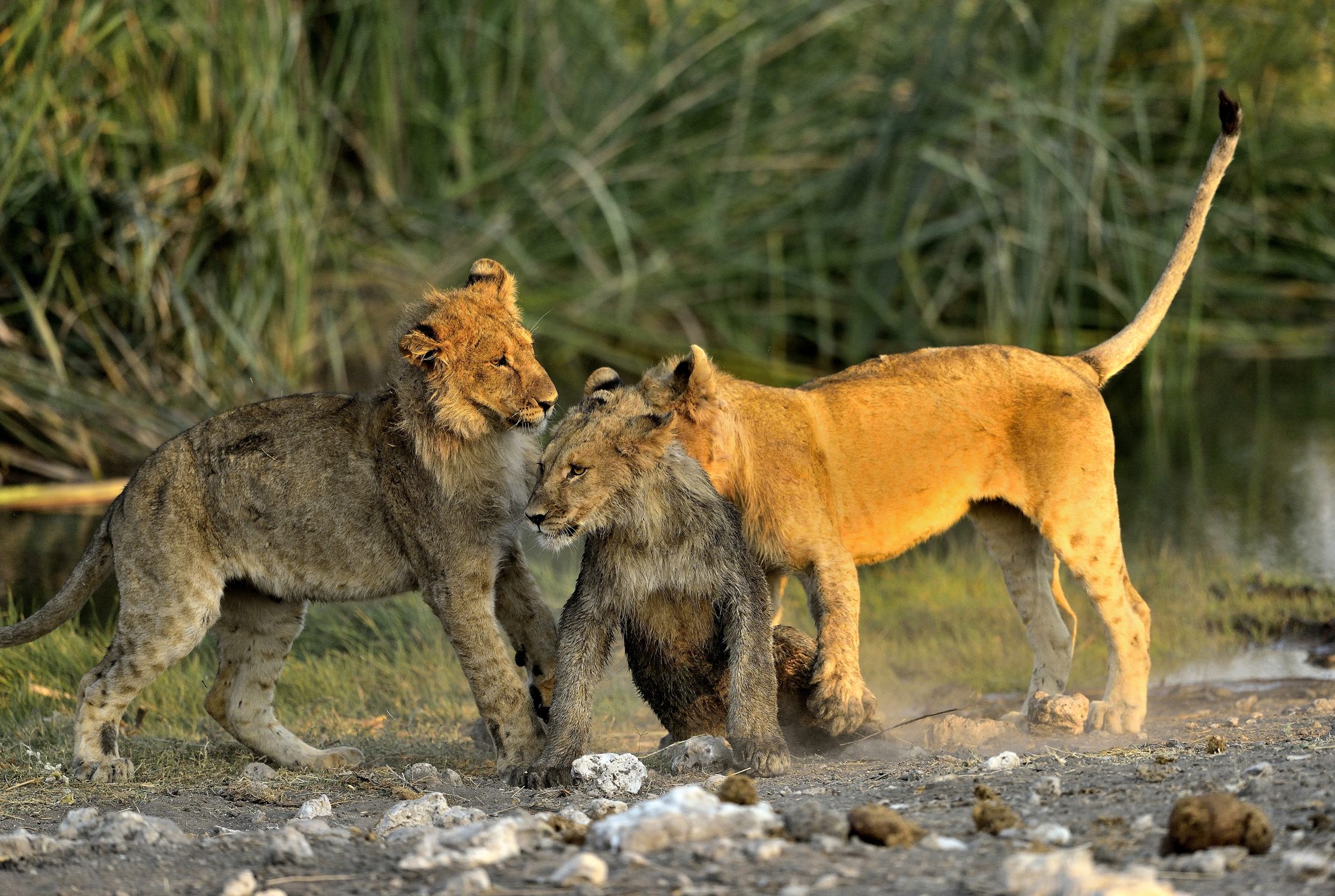 Etosha - Giovani Leoni