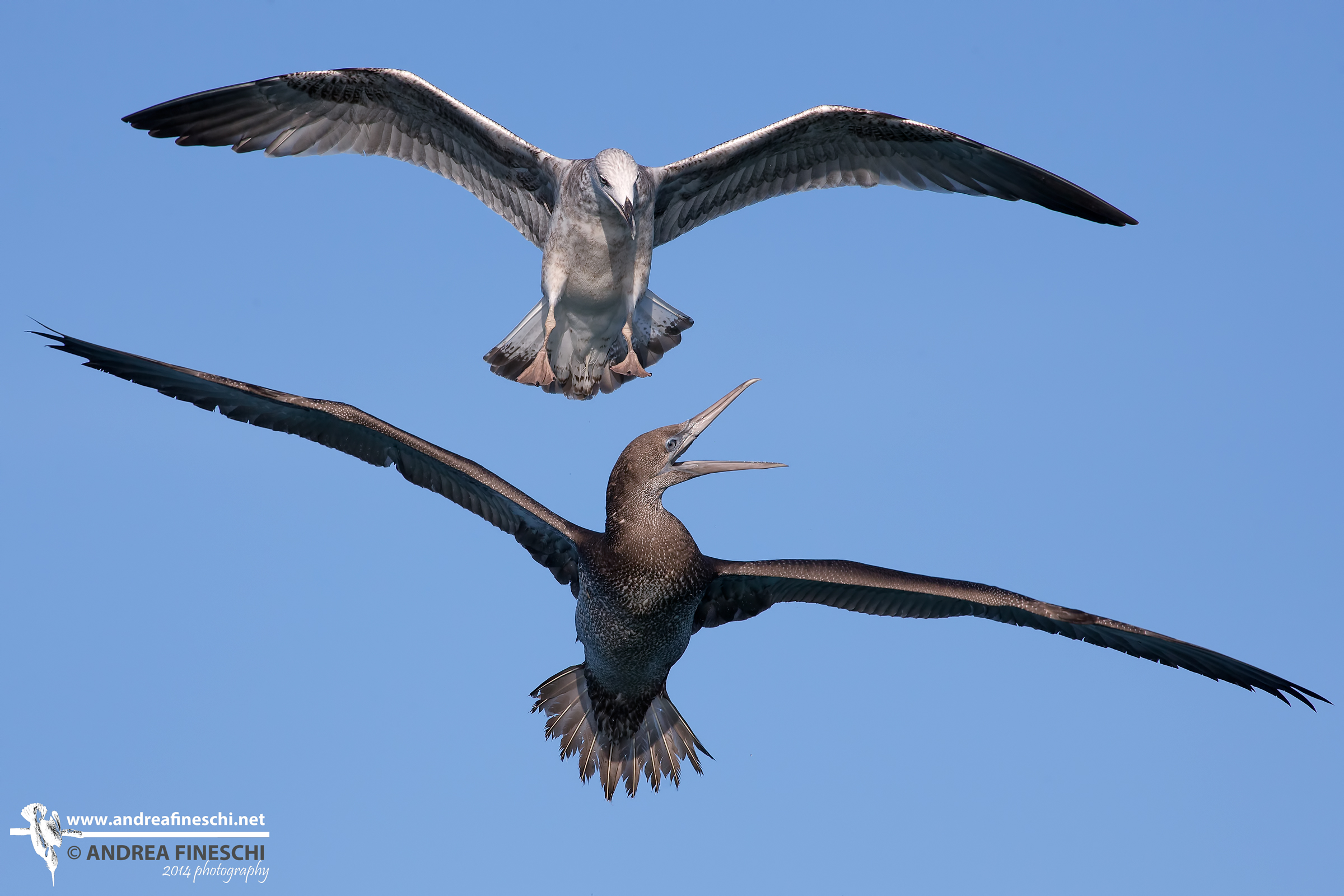 L'attacco del gabbiano sulla sula 2