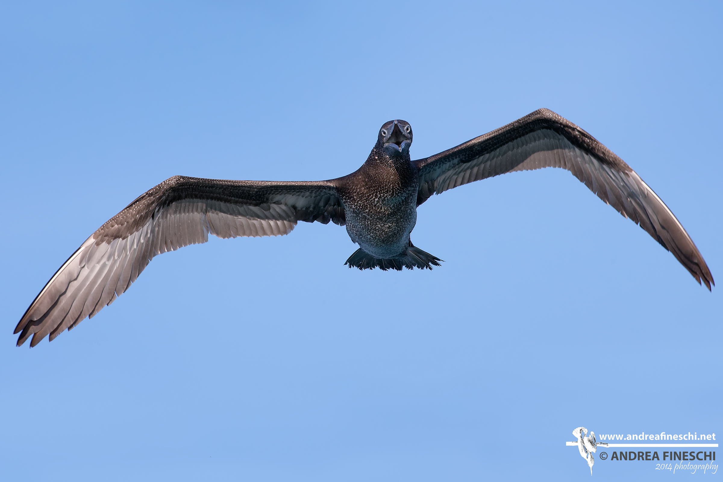La rabbia della giovane sula