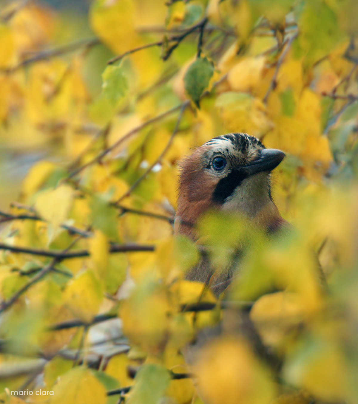 Cracia danter les feies