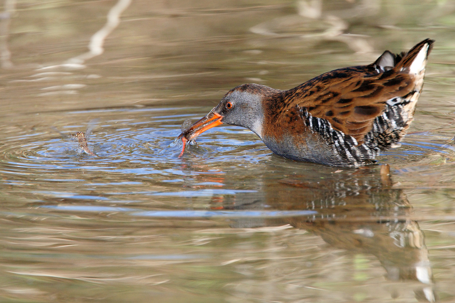 Porciglione vs libellule