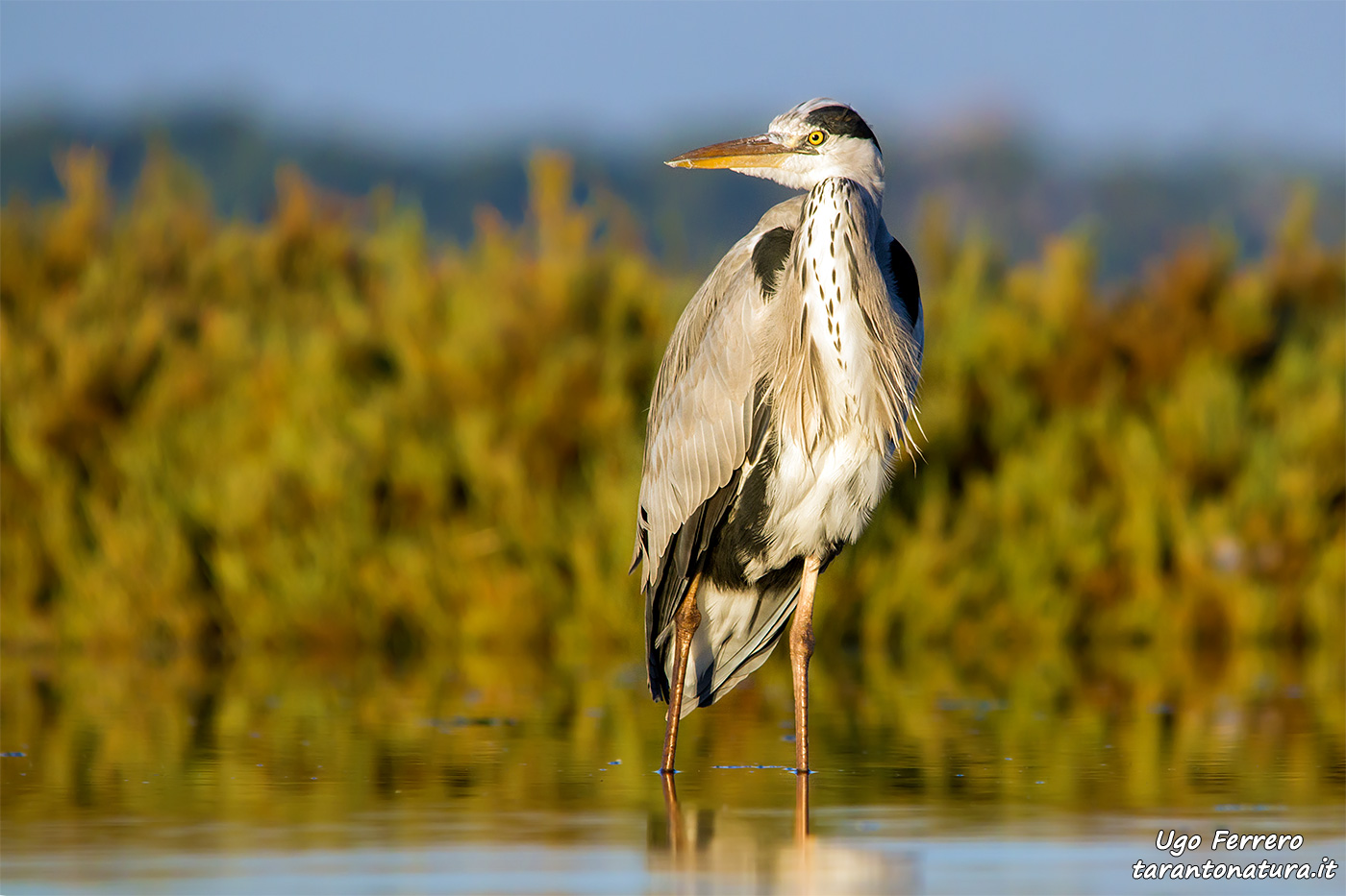 Grey Heron