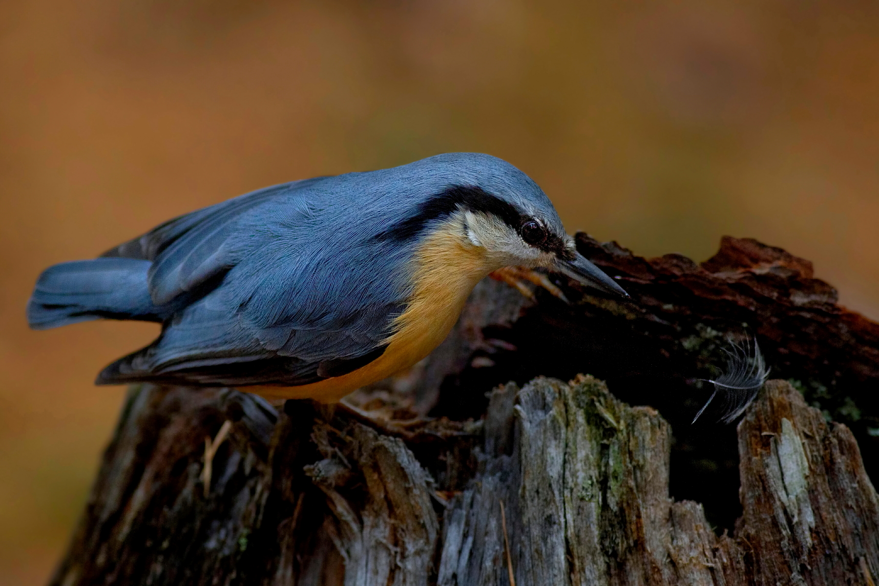 Picchio Muratore:La Piuma
