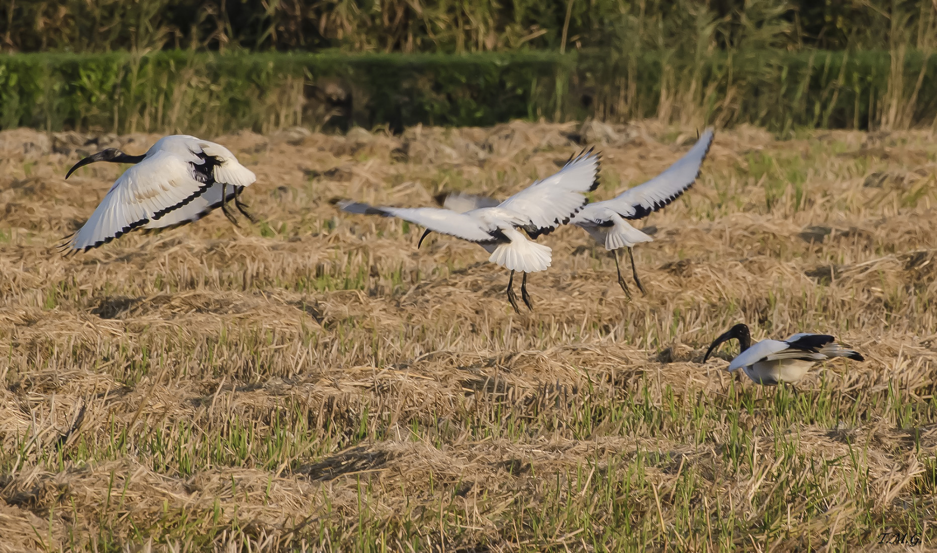 Sacred Ibis