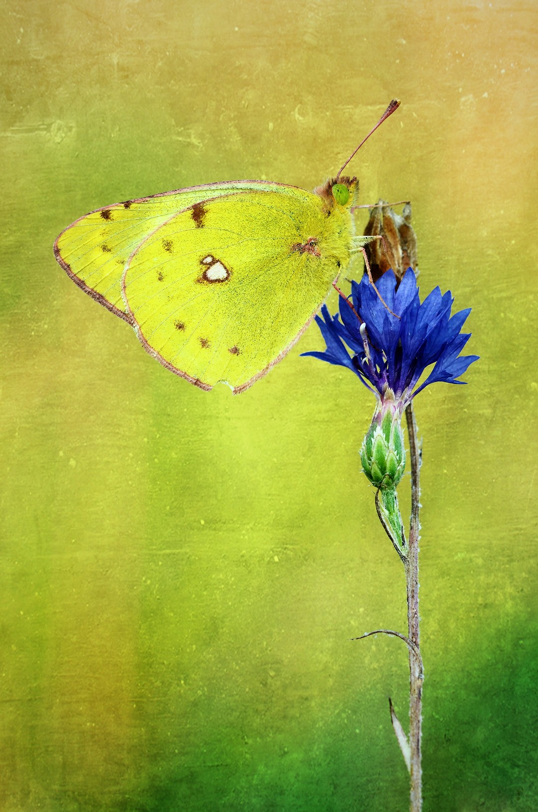 Like a paint on the wall...