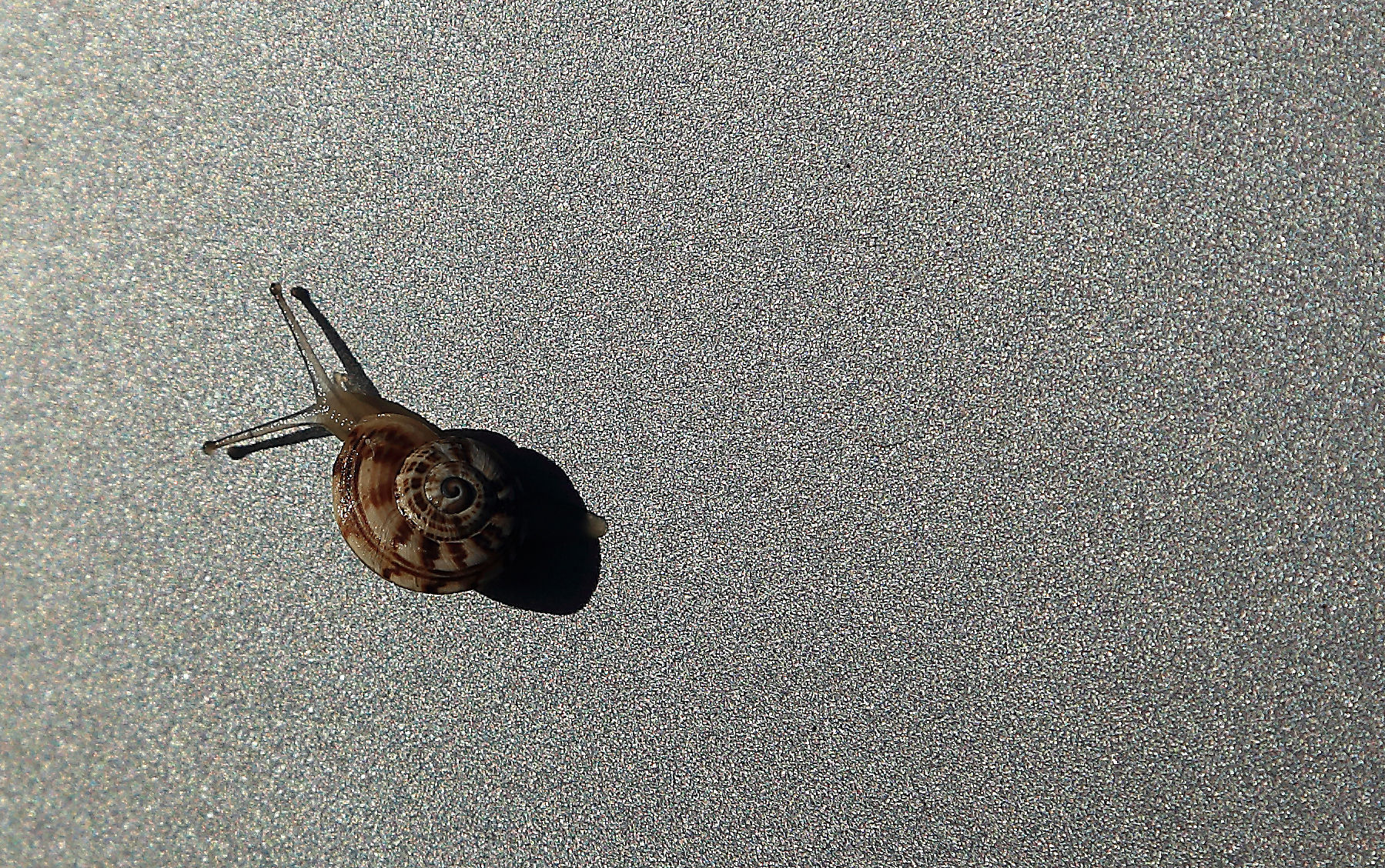 Snail morning