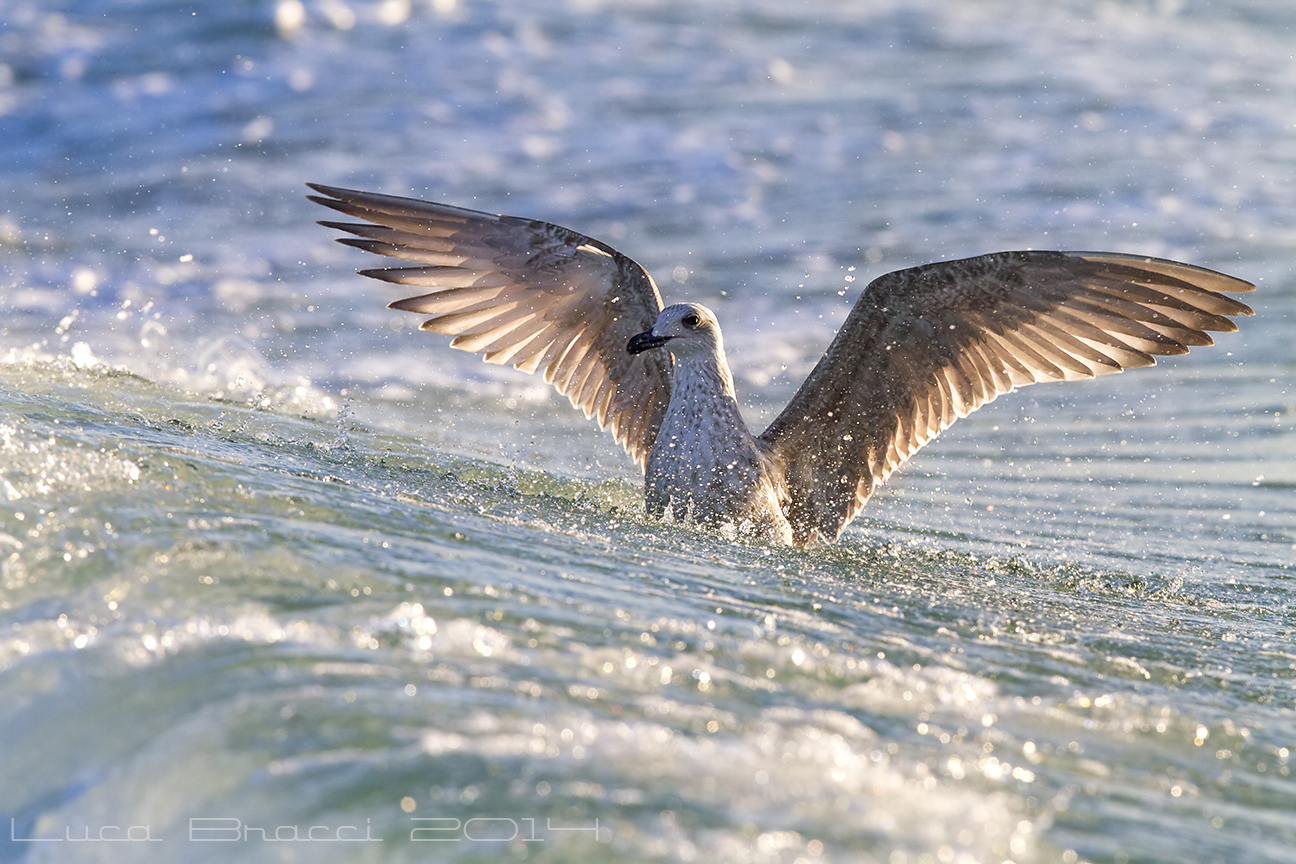 Seagull in the waves