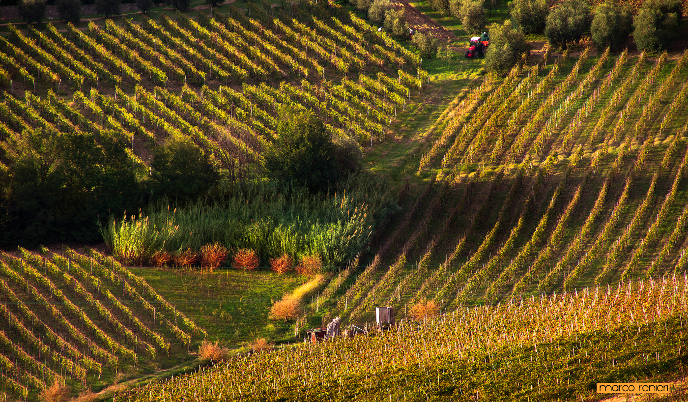 La vigna e l'autunno