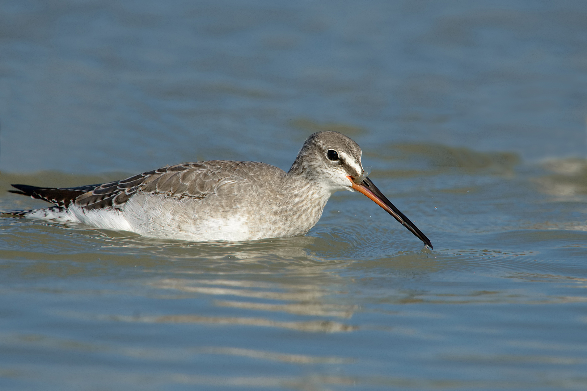 totano moro a pesca 3