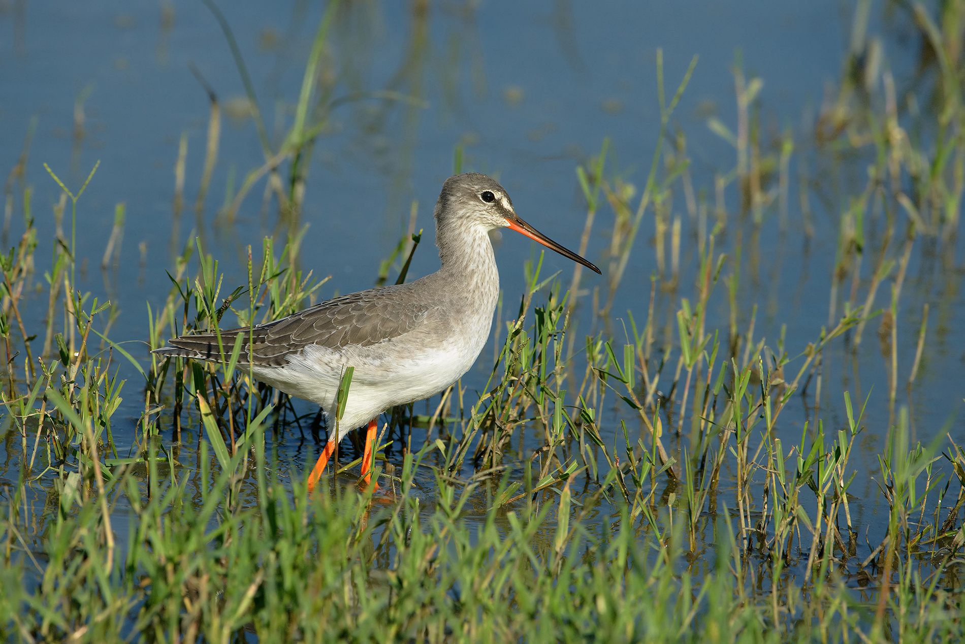 totano moro ambientato