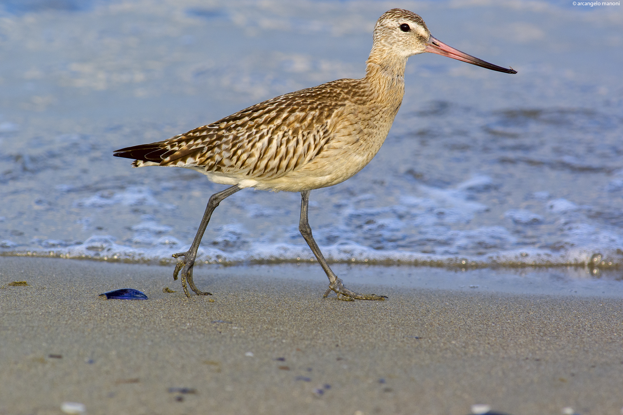 Godwit