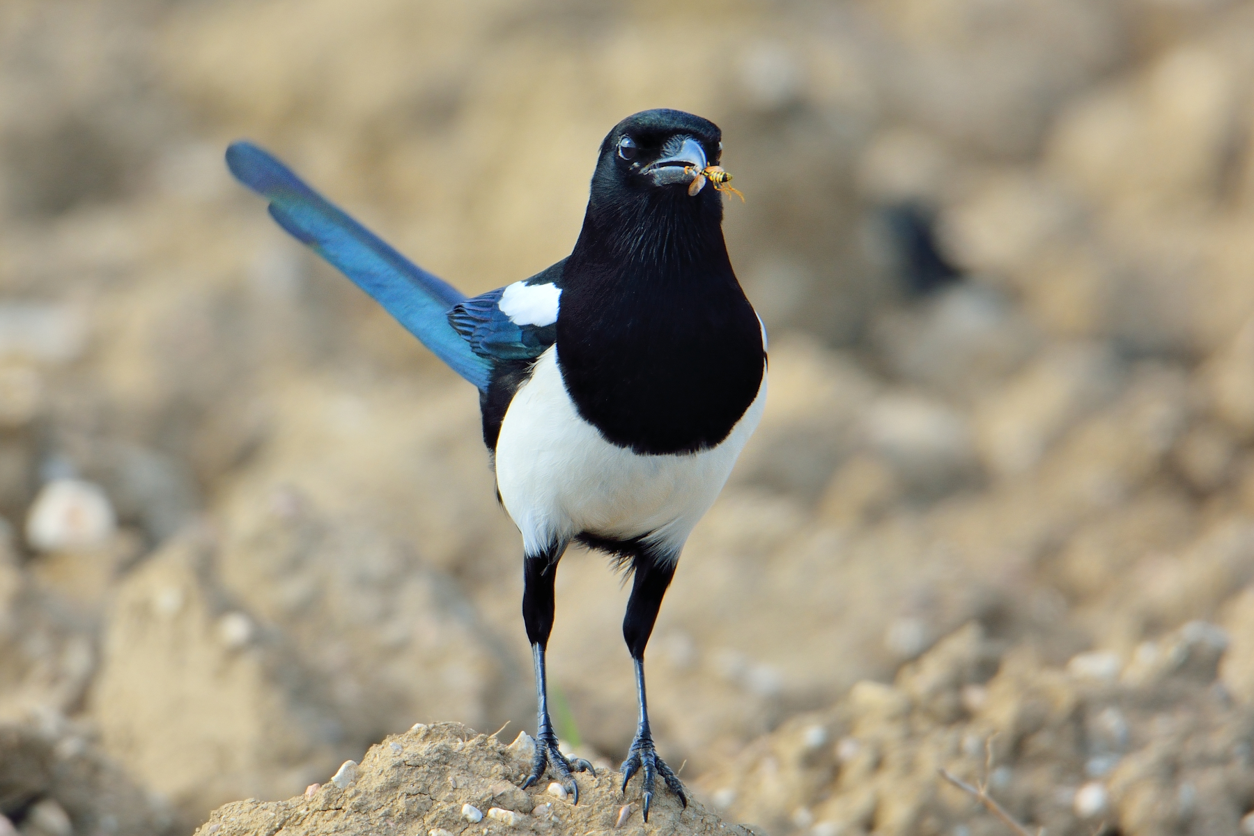 Magpie (Pica pica)