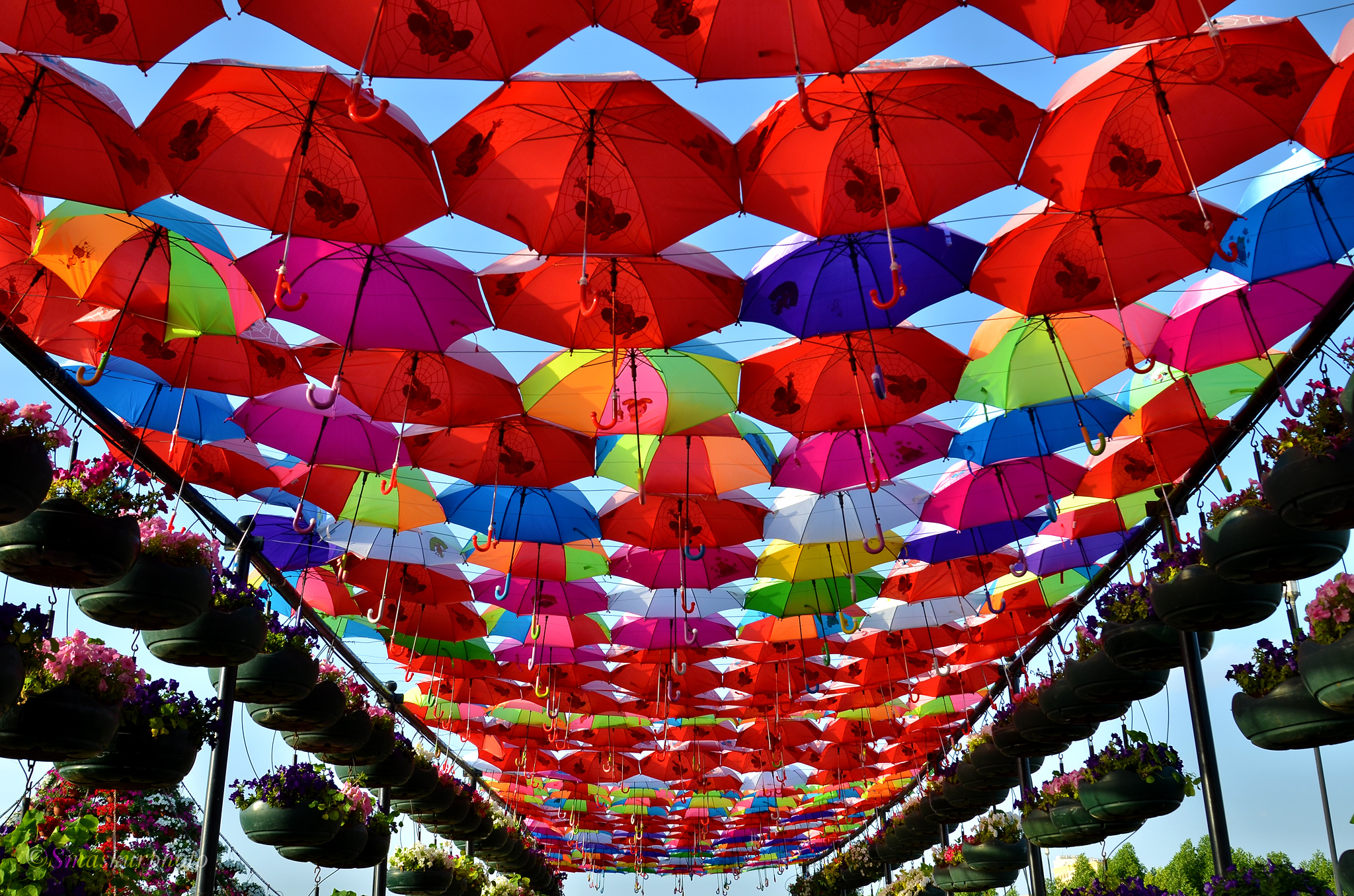 Spiderman sui ombrelli