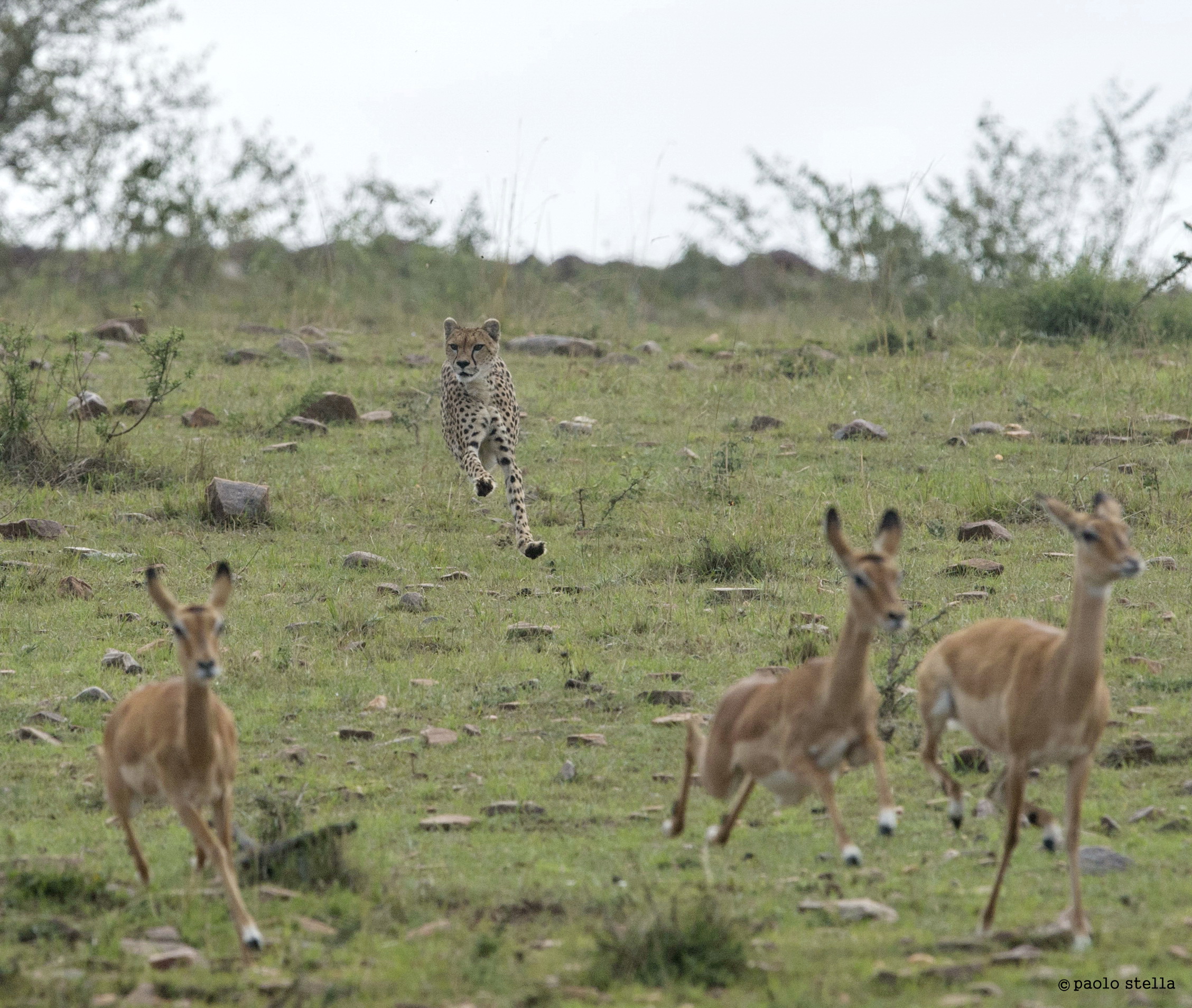 la caccia della cheetah - 5