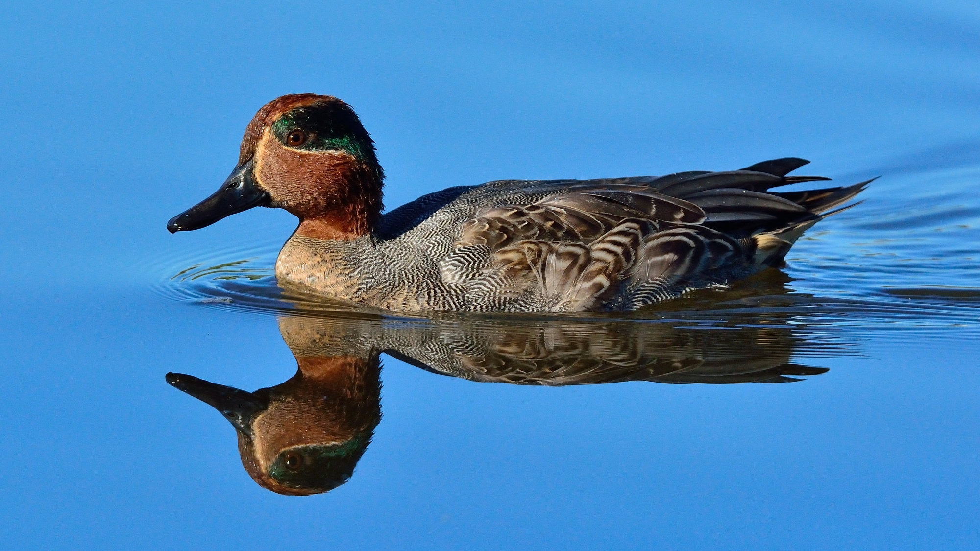 Alzavola allo specchio ...