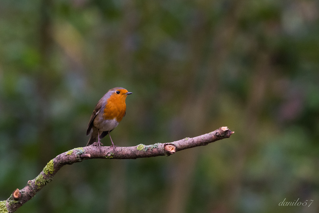 robin