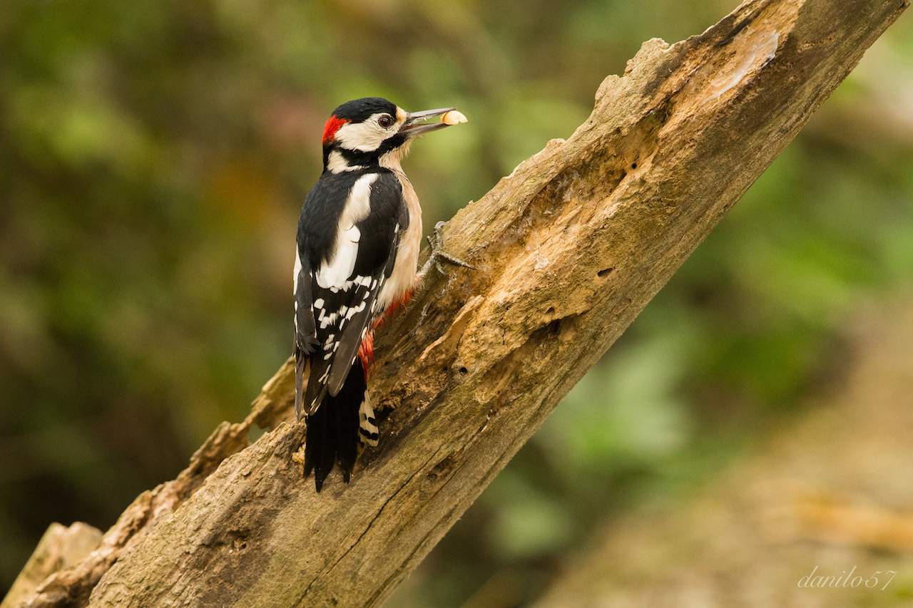 woodpecker
