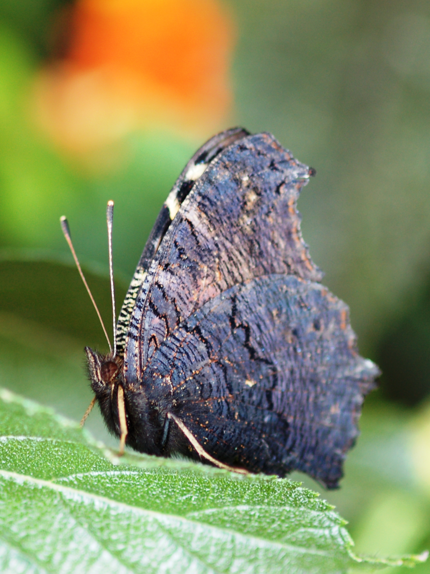 Vanessa with closed wings