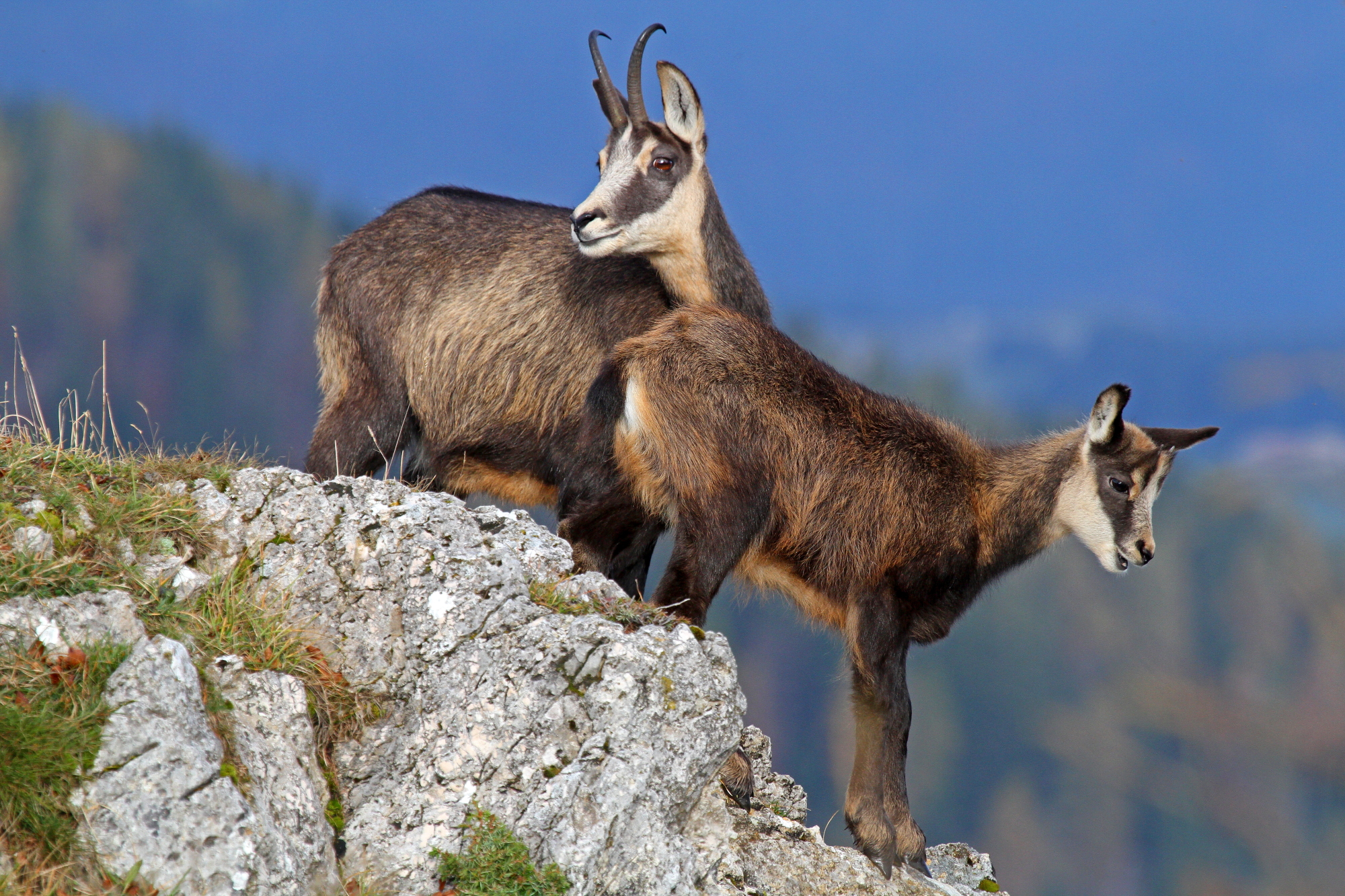 Chamois