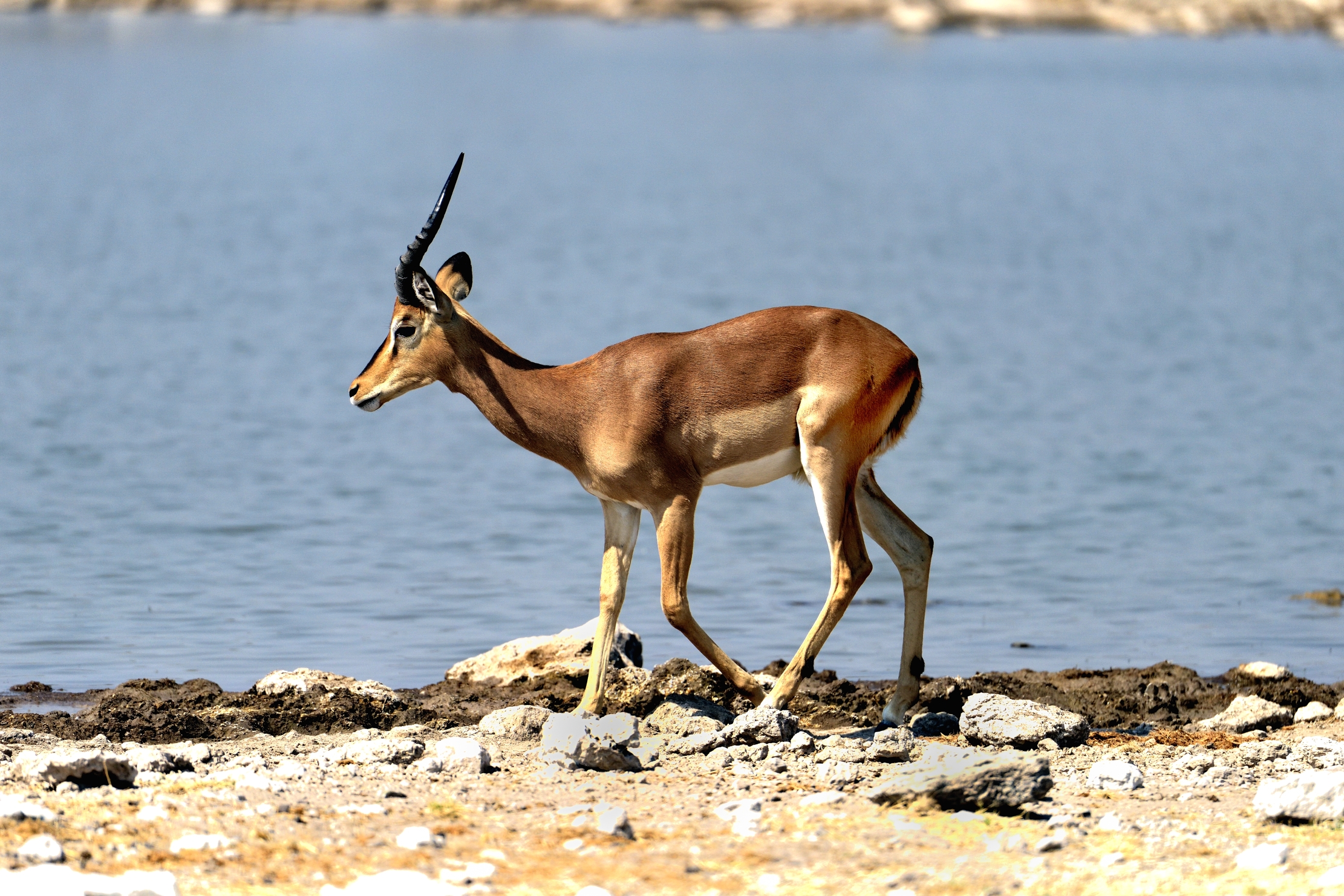 Etosha - Impala