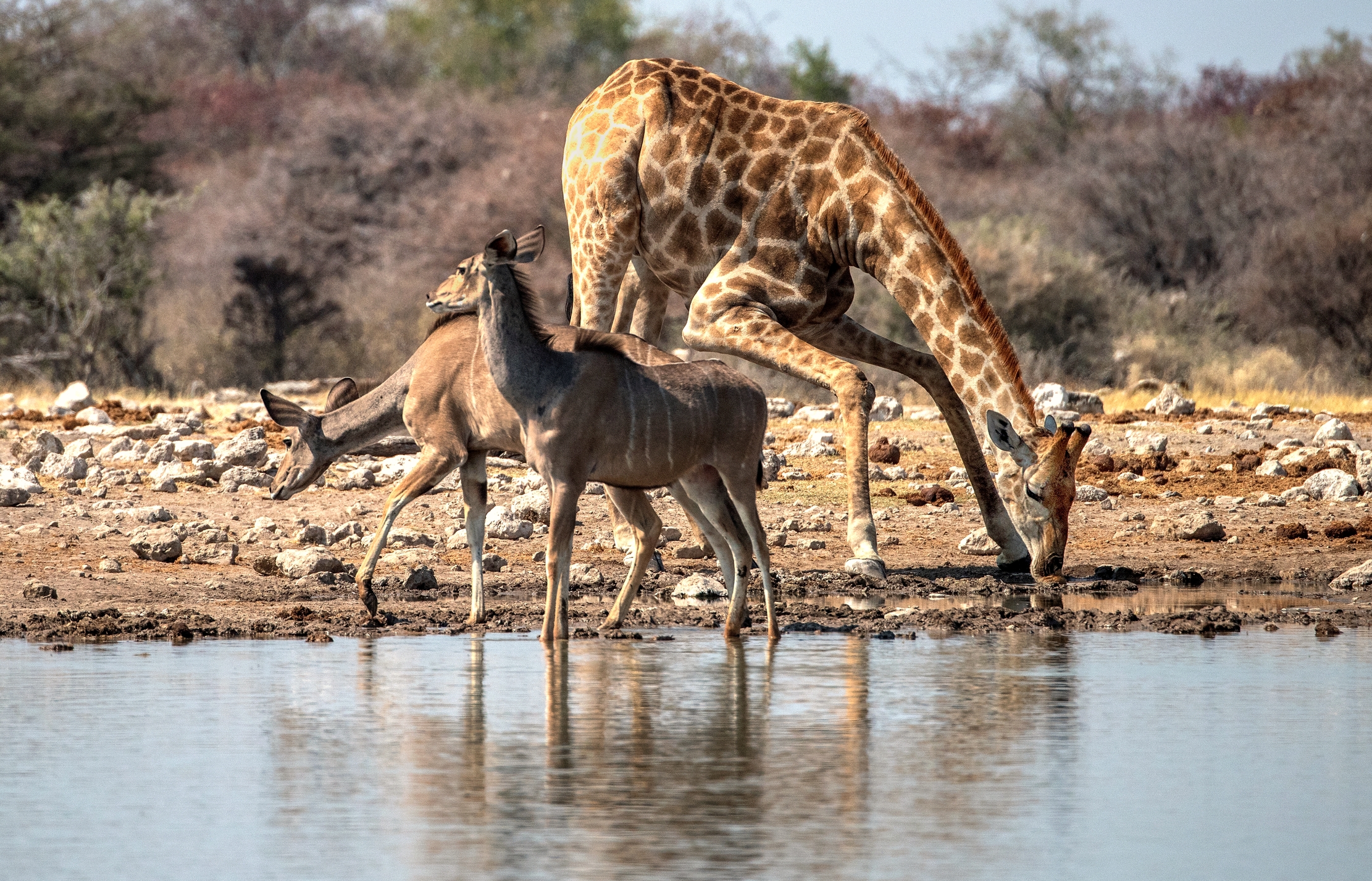 Etosha - Giraffe e Kudu
