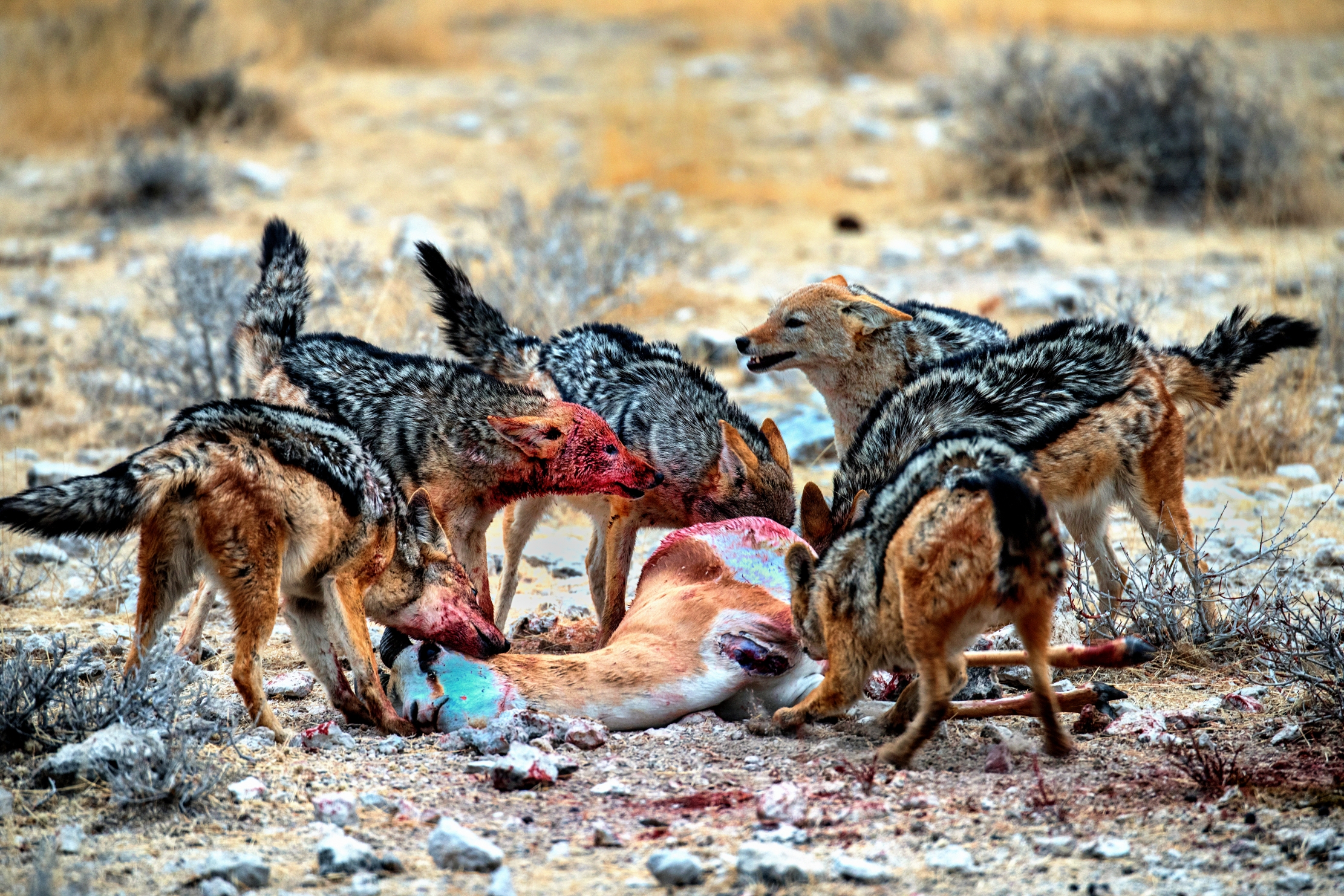 Etosha - Contesa tra sciacalli