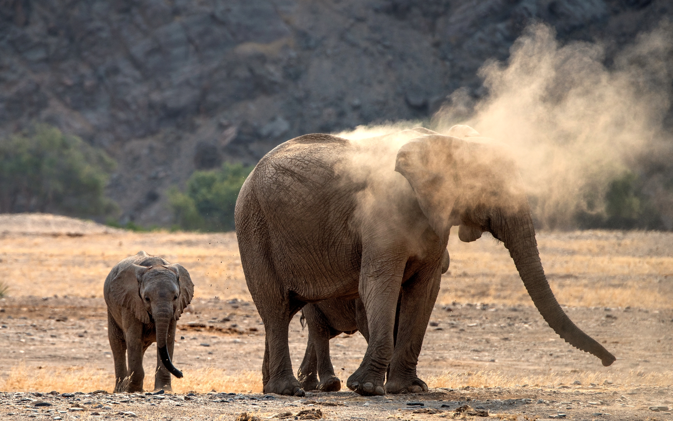 Deserto del Kaokoland - Elefanti