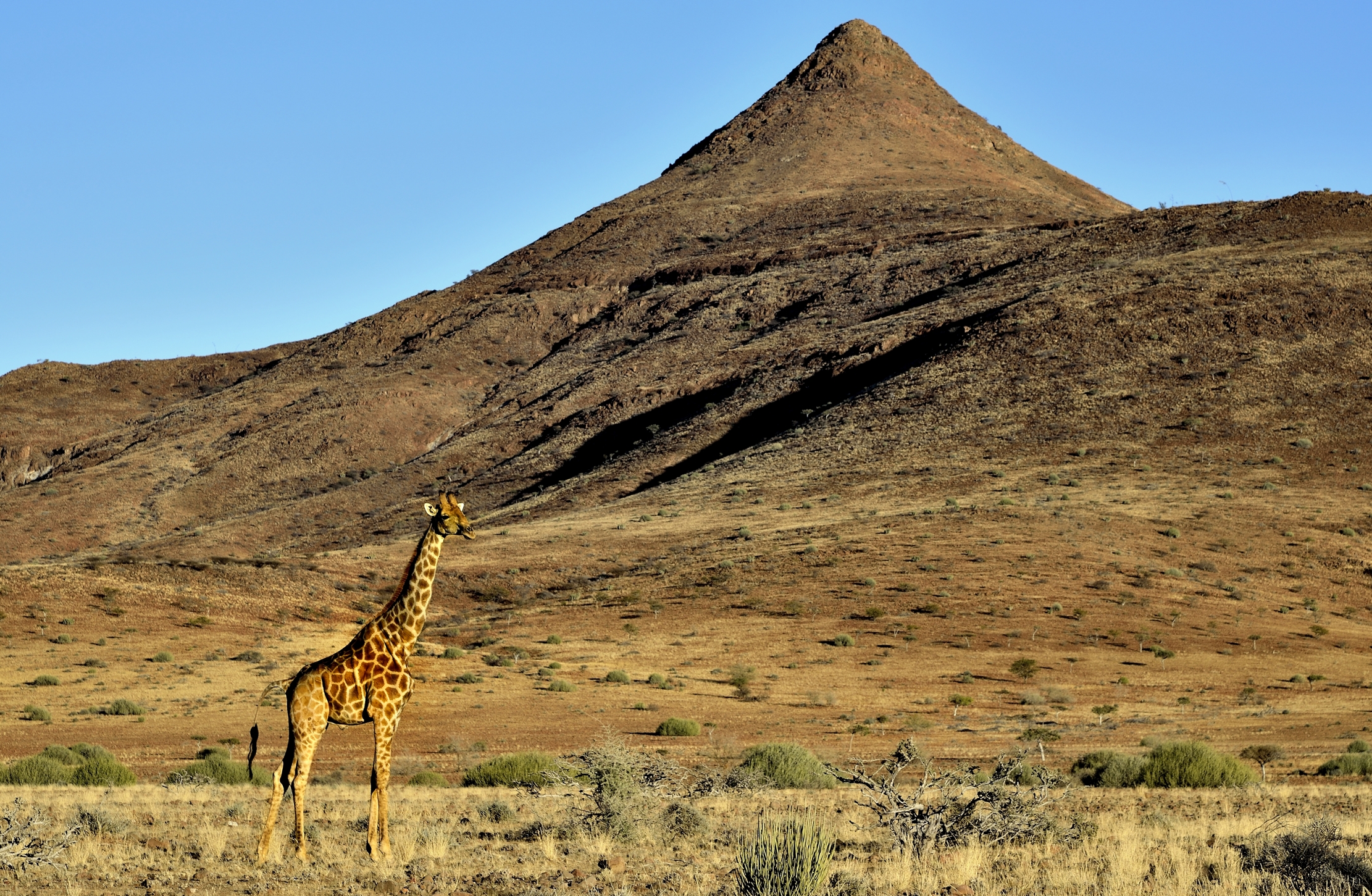 Damaraland - Giraffa